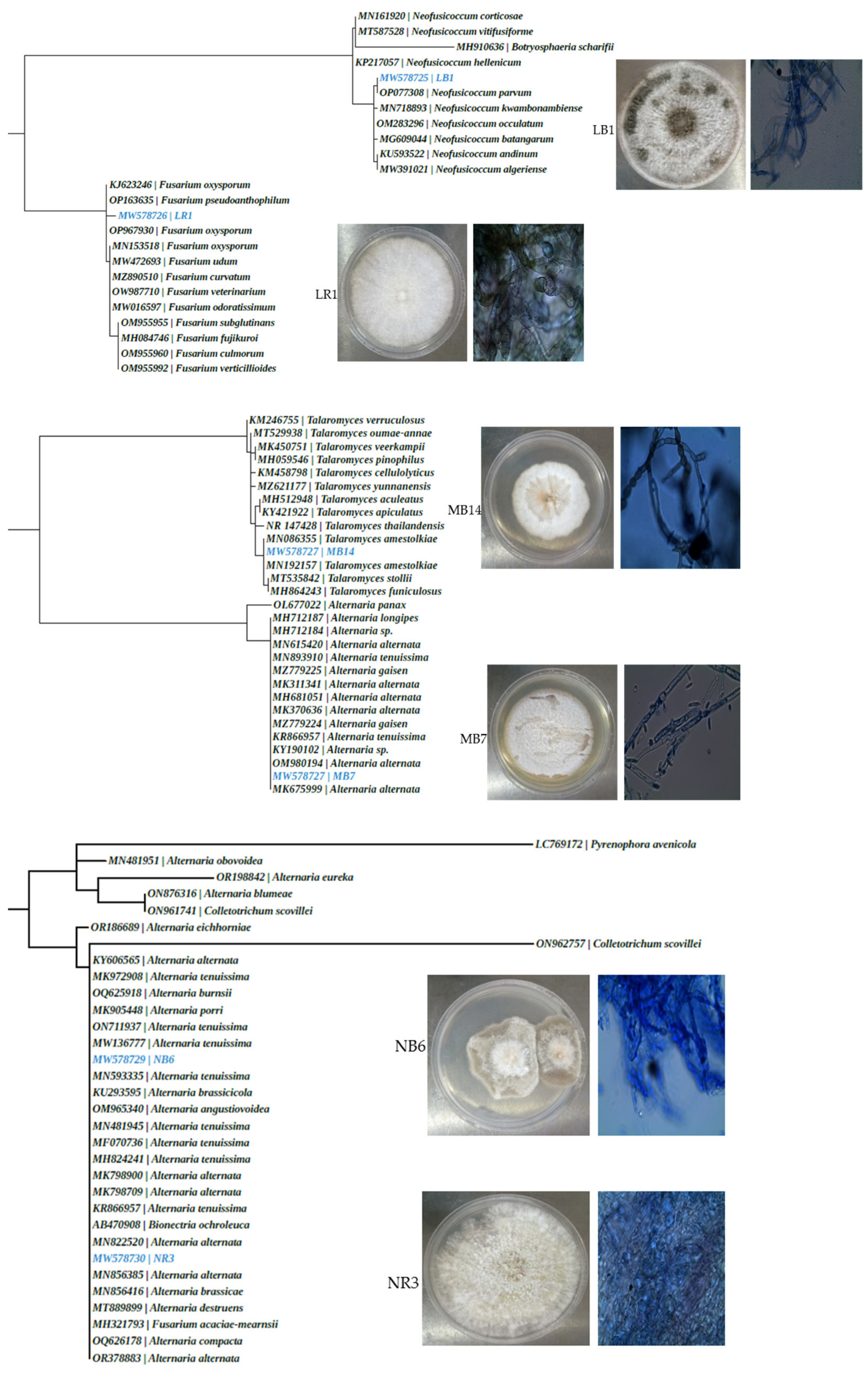 Microbiolres 14 00143 g004
