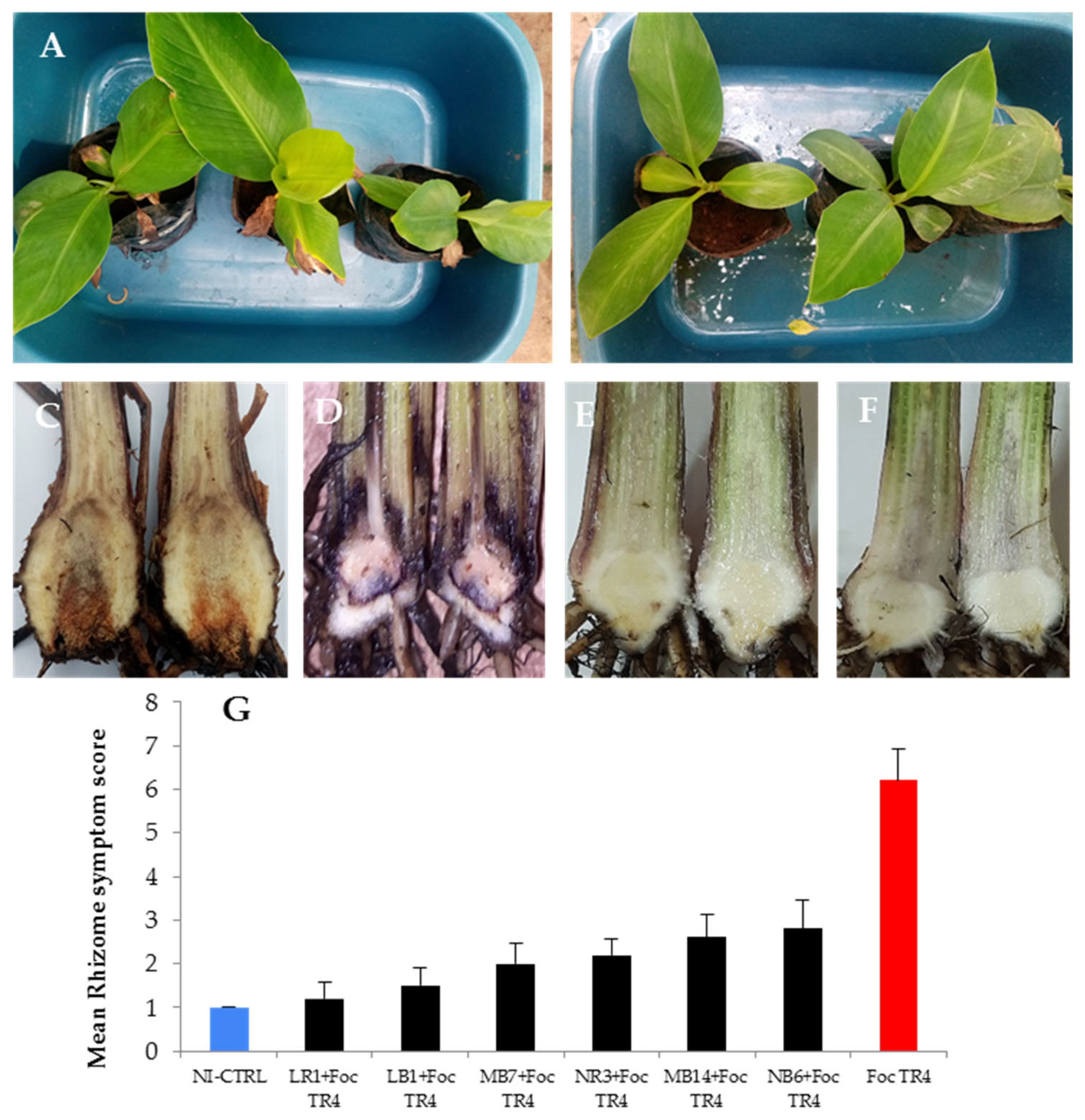 Microbiolres 14 00143 g007