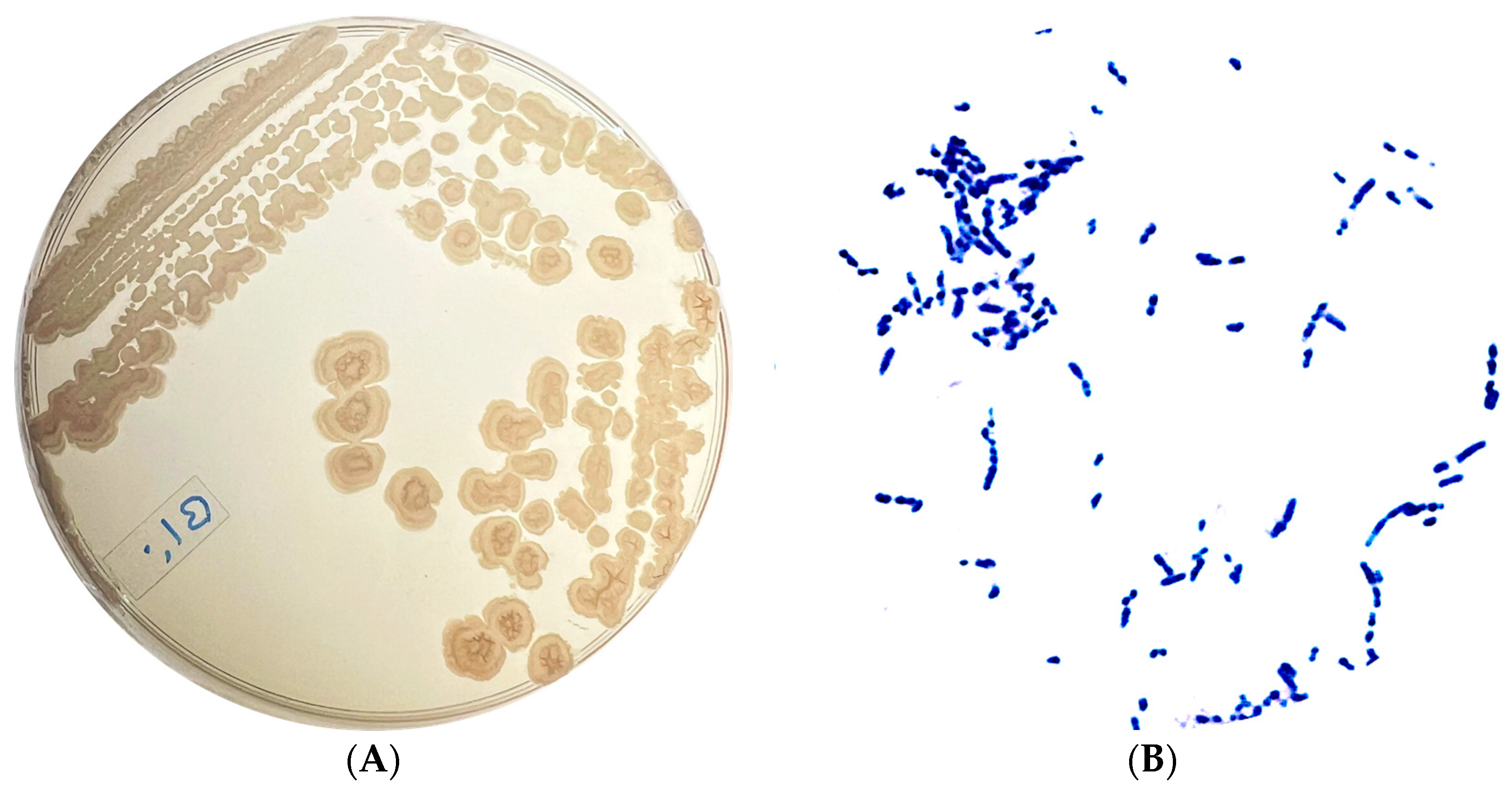 Microbiolres 15 00003 g001
