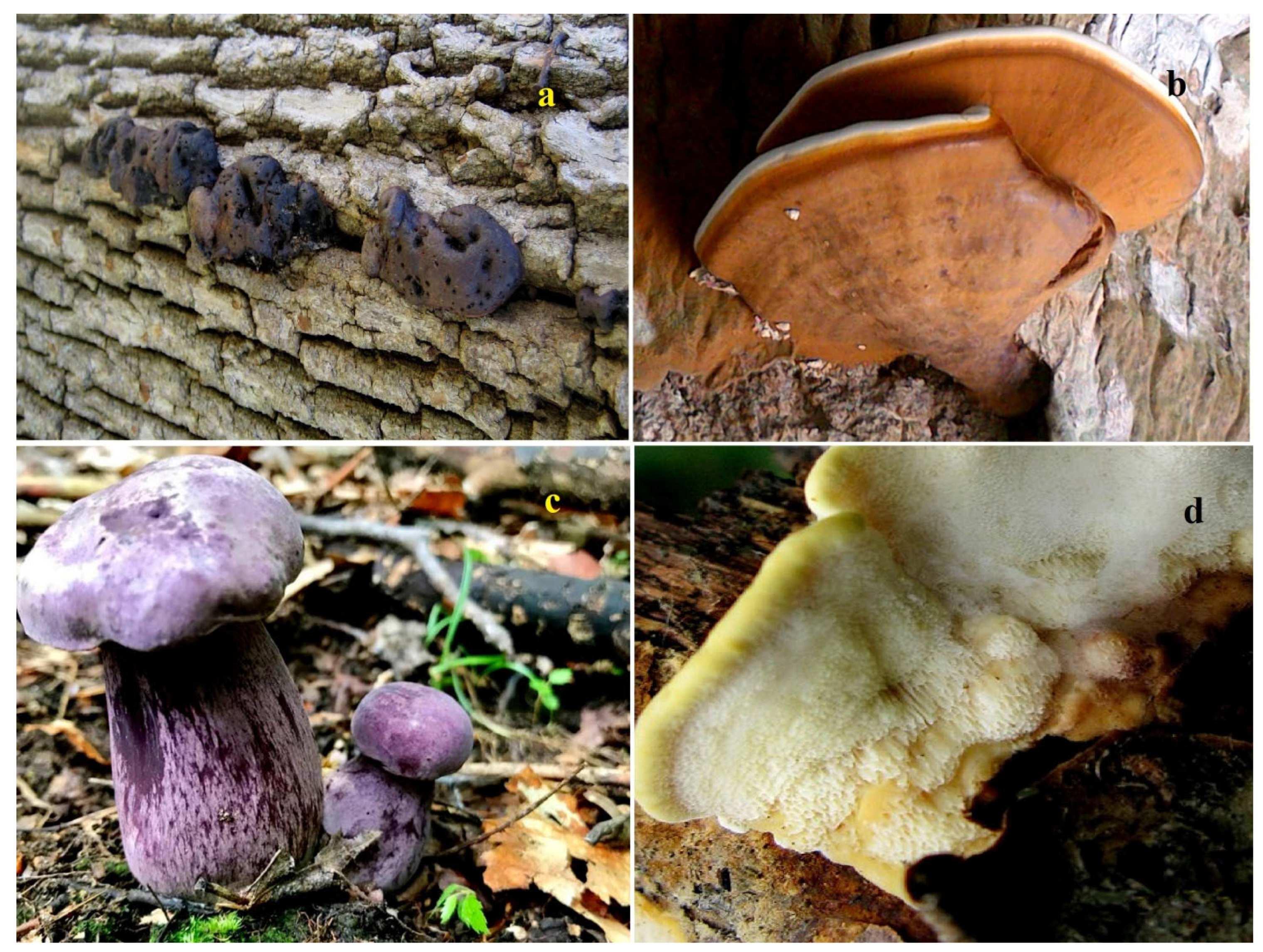 Microbiolres 15 00005 g008 Microbiolres 15 00005 g008