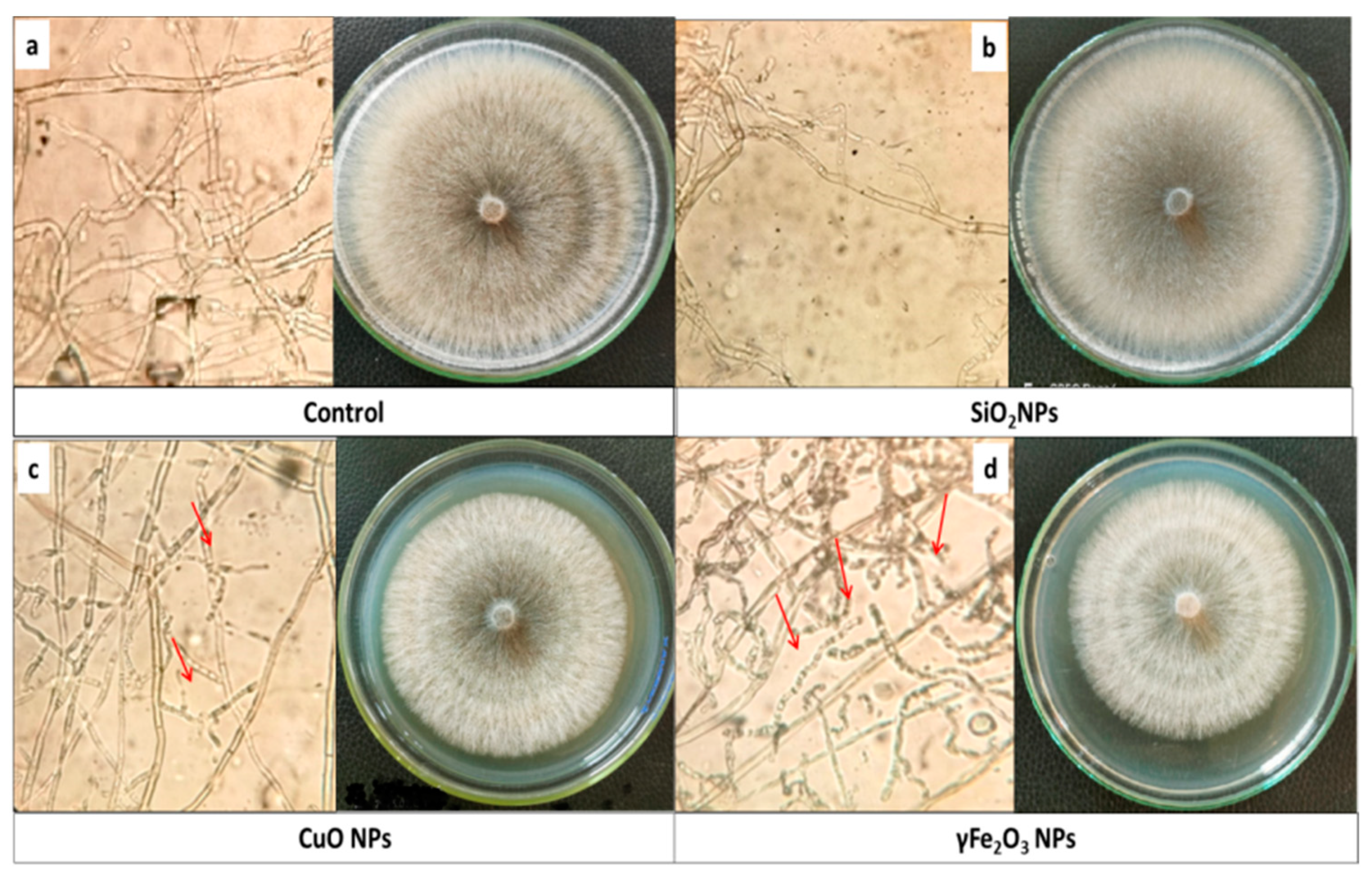 Microbiolres 15 00014 g001