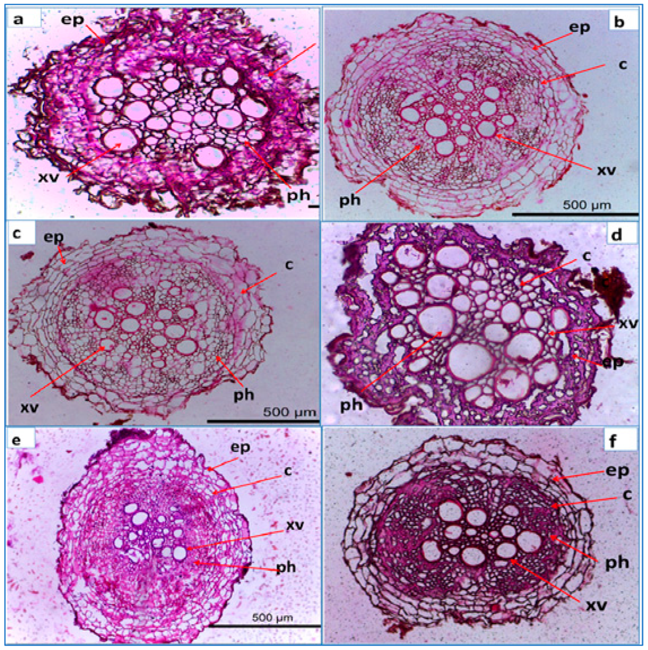 Microbiolres 15 00014 g006