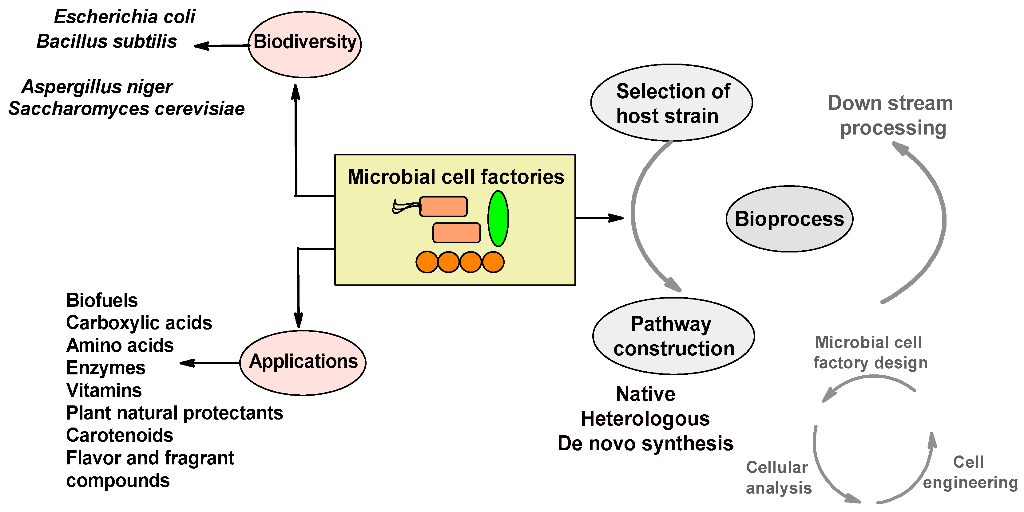 Microbiolres 15 00018 g001 Microbiolres 15 00018 g001