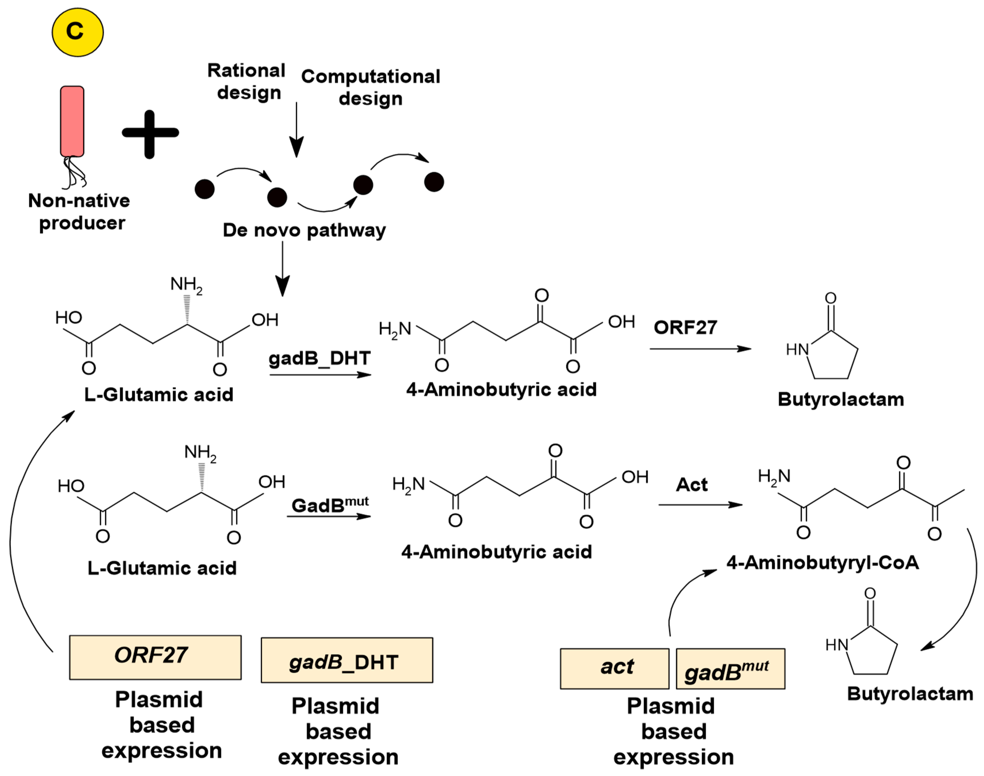 Microbiolres 15 00018 g002b Microbiolres 15 00018 g002b