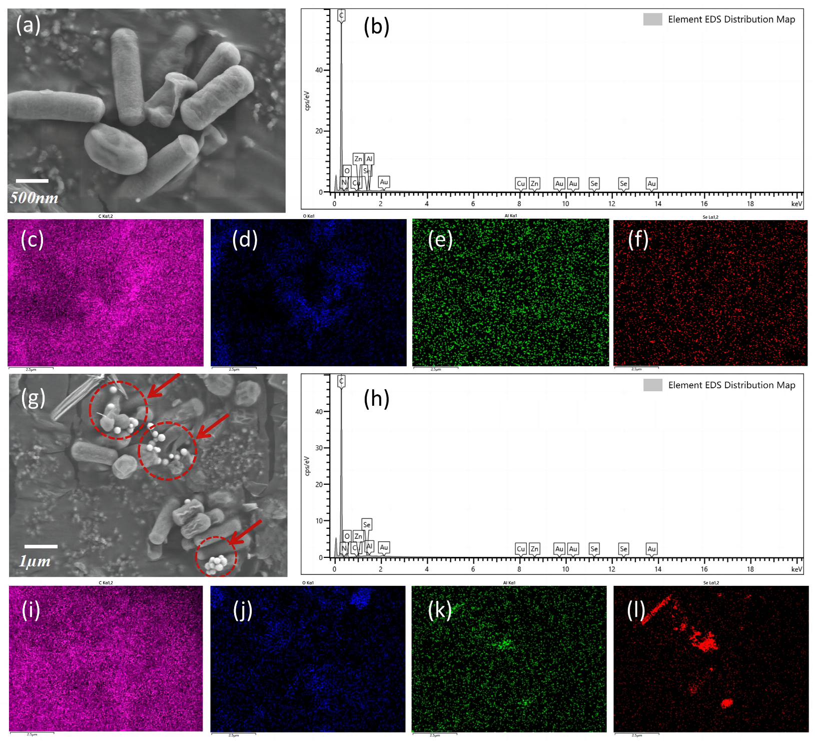 Microbiolres 15 00022 g005