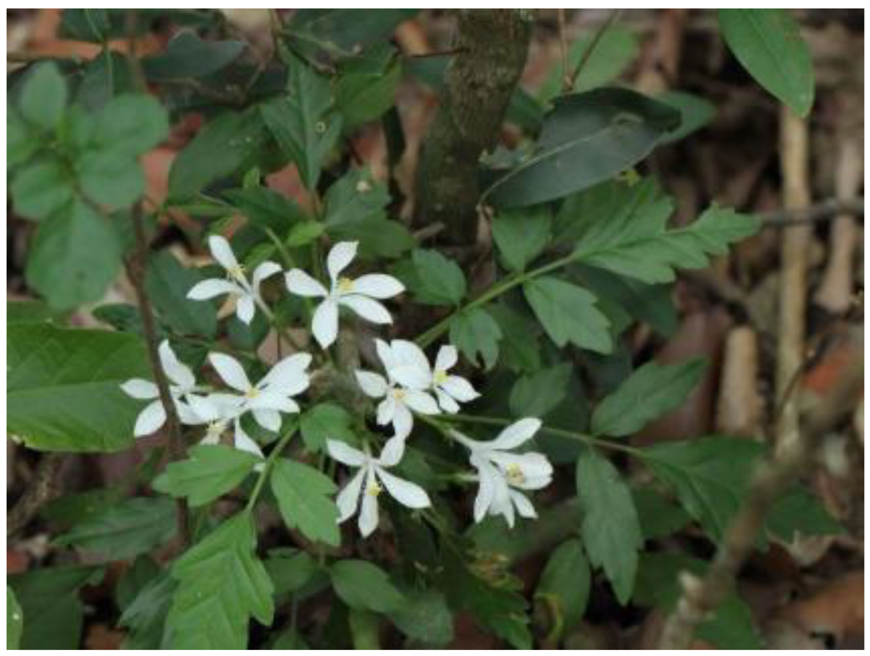 Microbiolres 15 00032 g001 Microbiolres 15 00032 g001