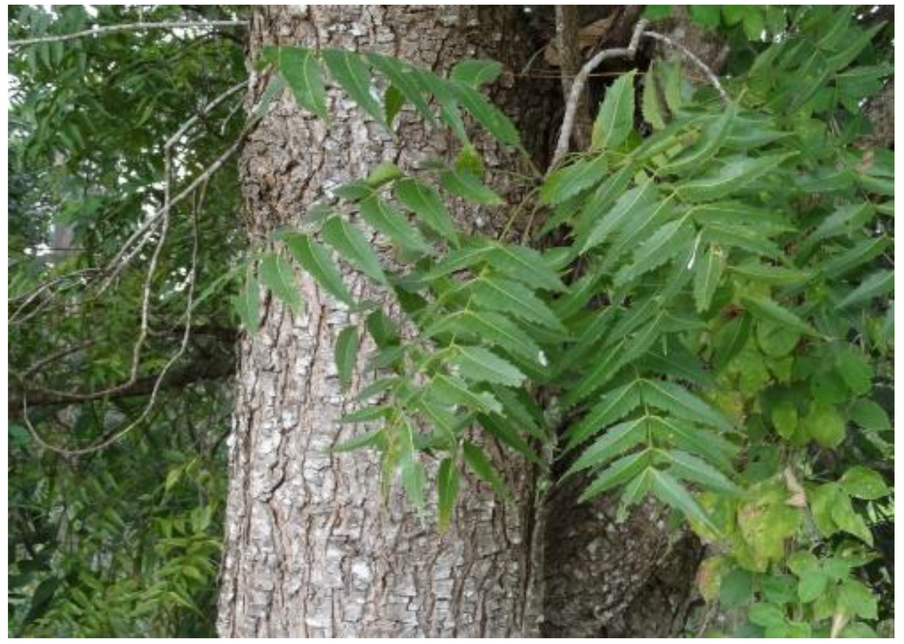 Microbiolres 15 00032 g002 Microbiolres 15 00032 g002