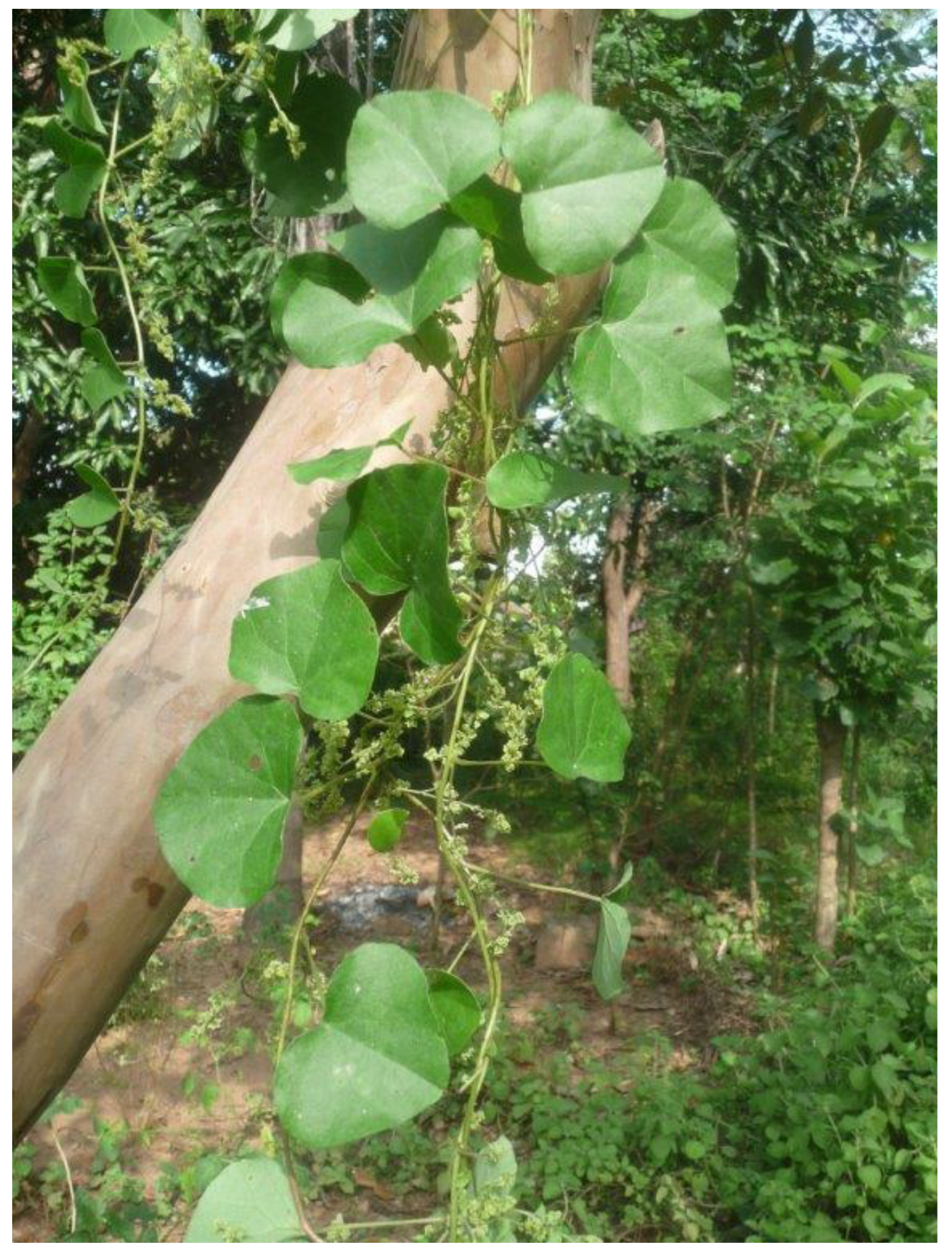 Microbiolres 15 00032 g003 Microbiolres 15 00032 g003