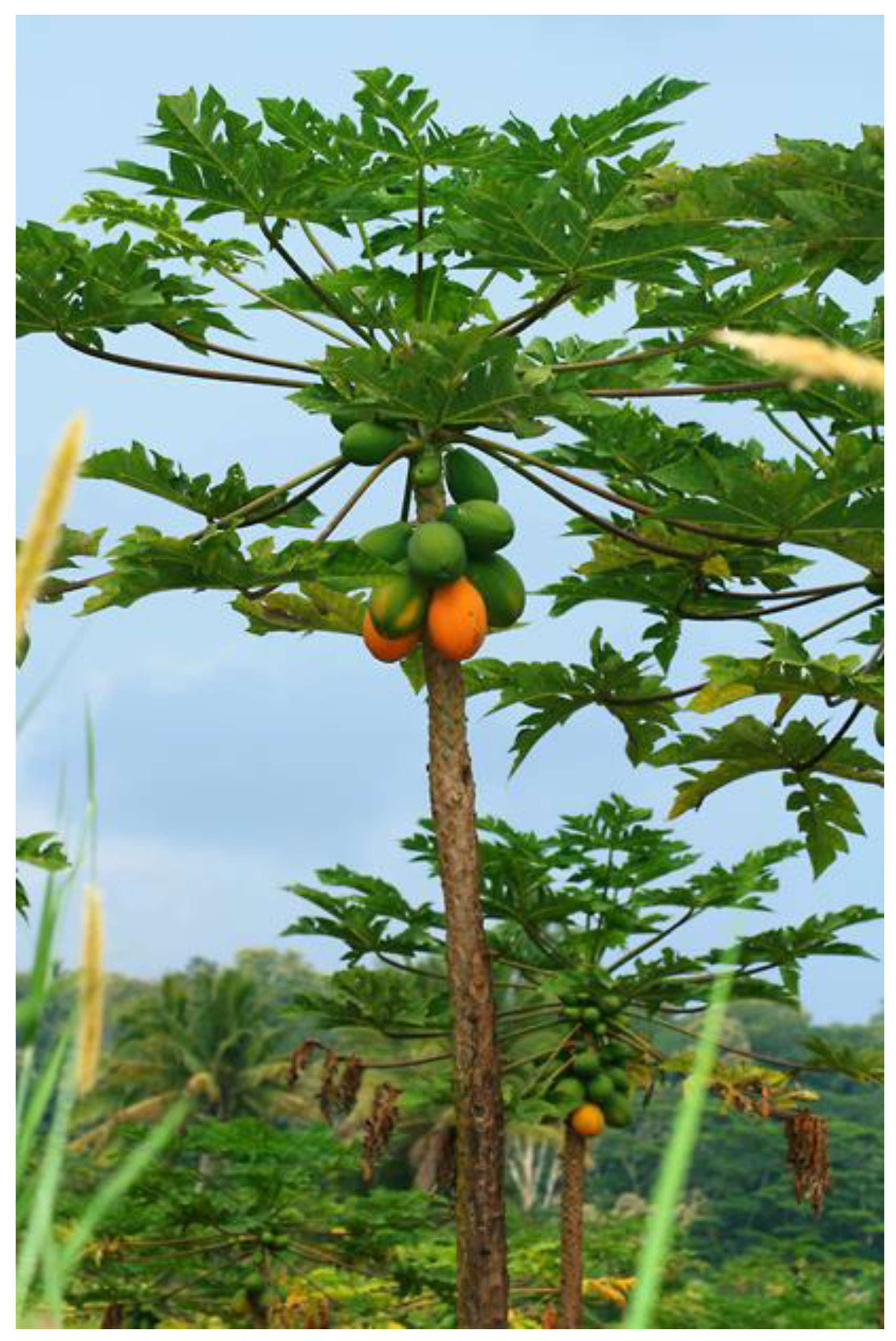 Microbiolres 15 00032 g004 Microbiolres 15 00032 g004