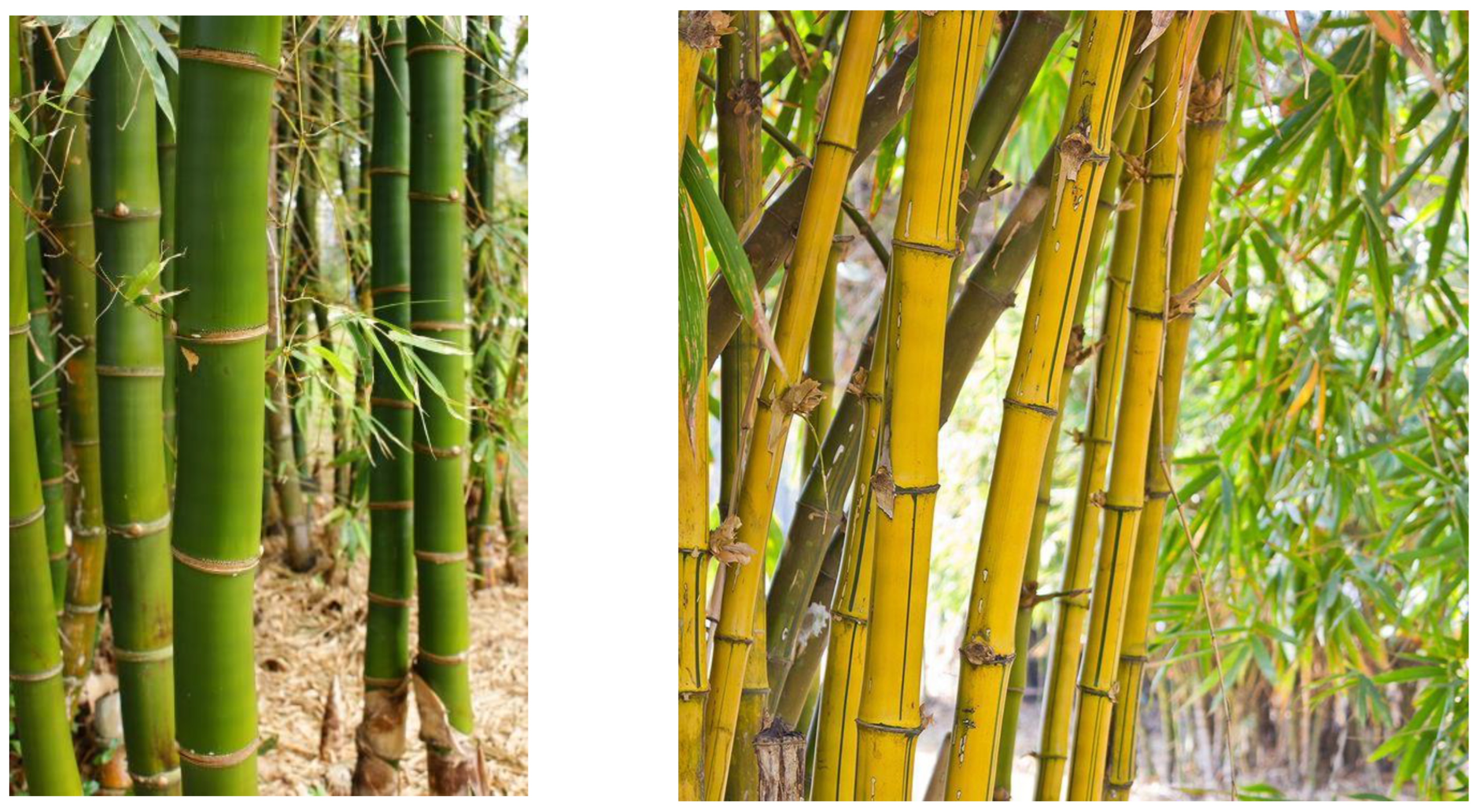 Microbiolres 15 00032 g007 Microbiolres 15 00032 g007