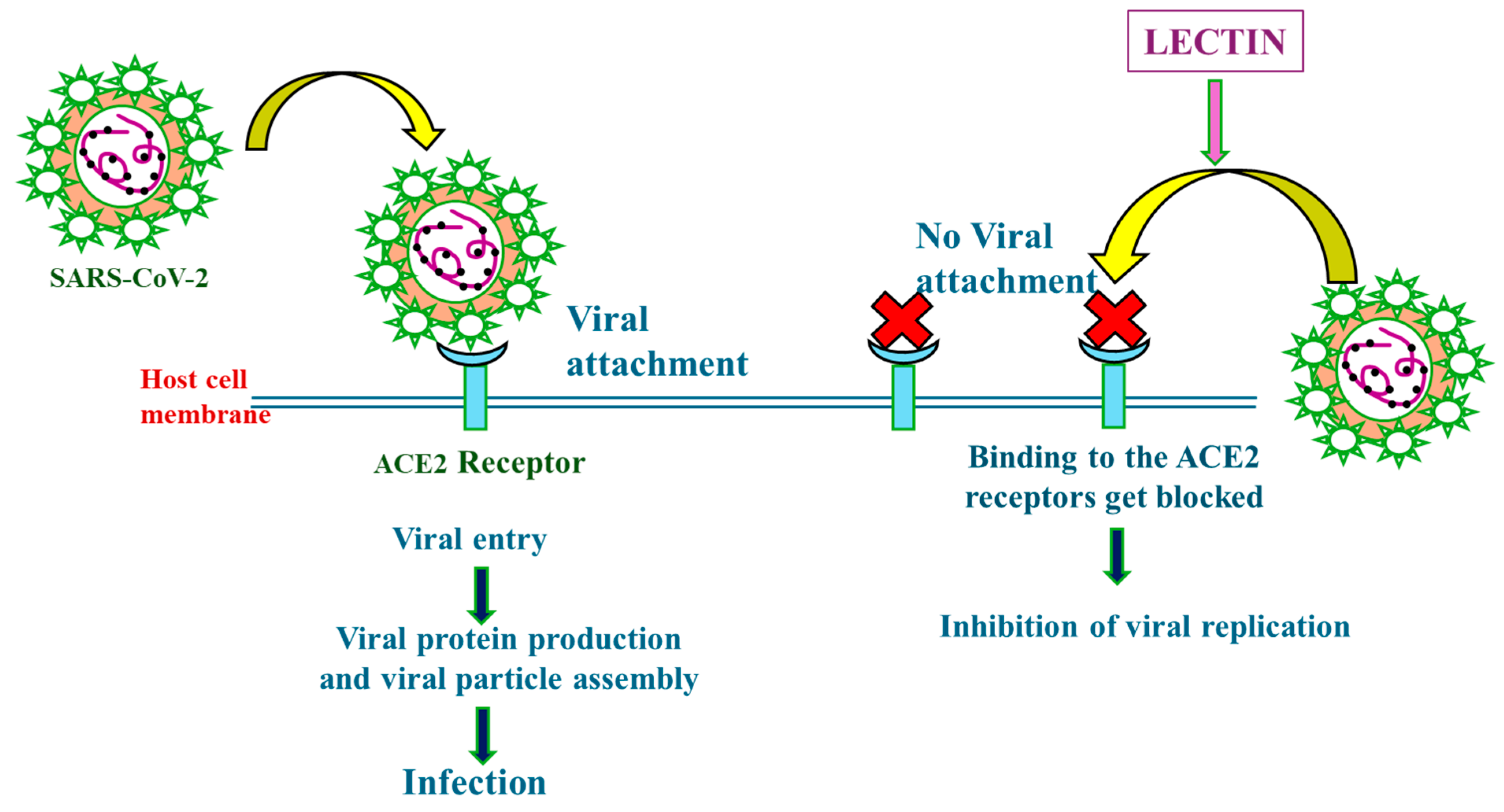 Microbiolres 15 00035 g001