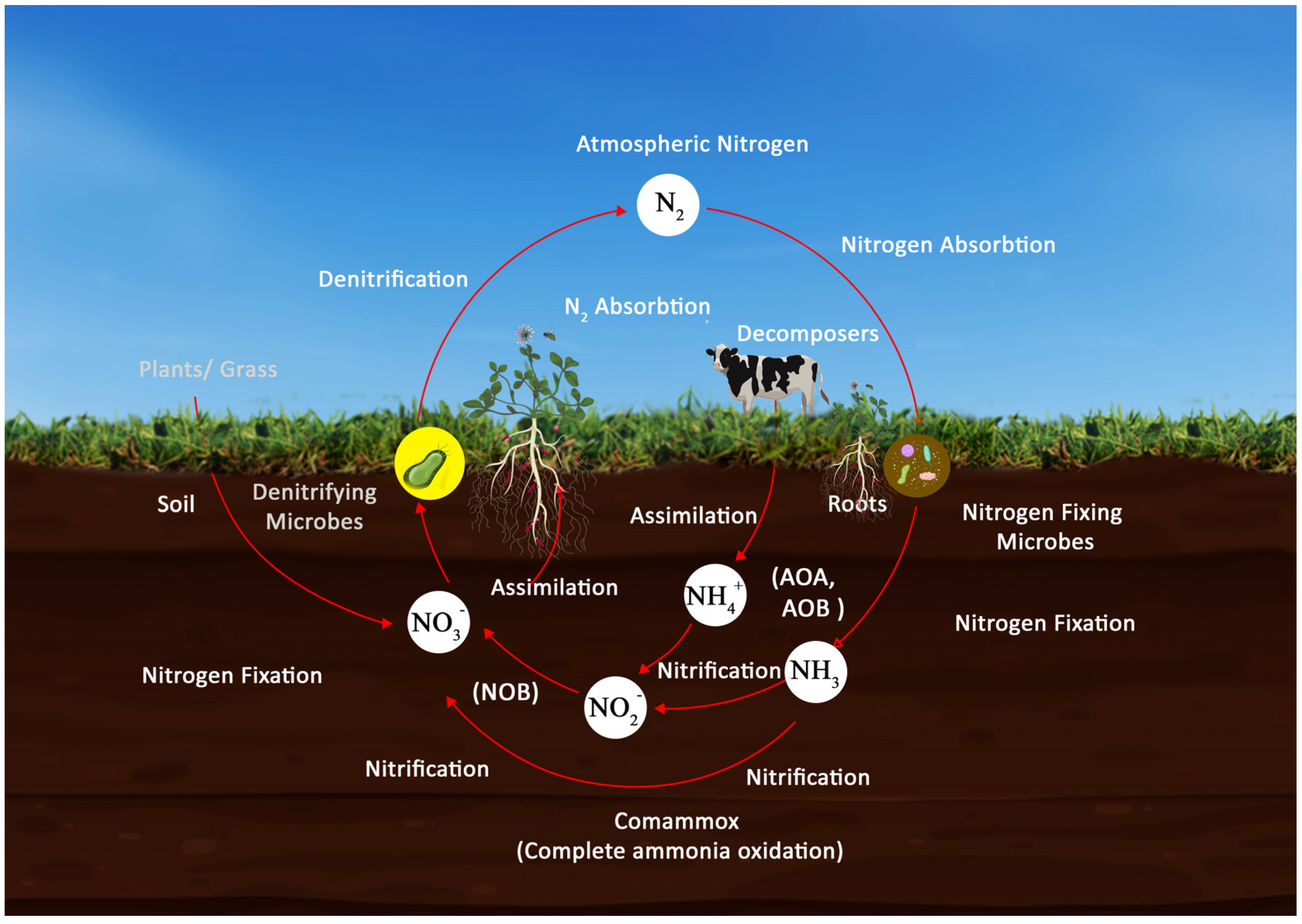 Microbial Diversity and Nitrogen Cycling in Peat and Marine