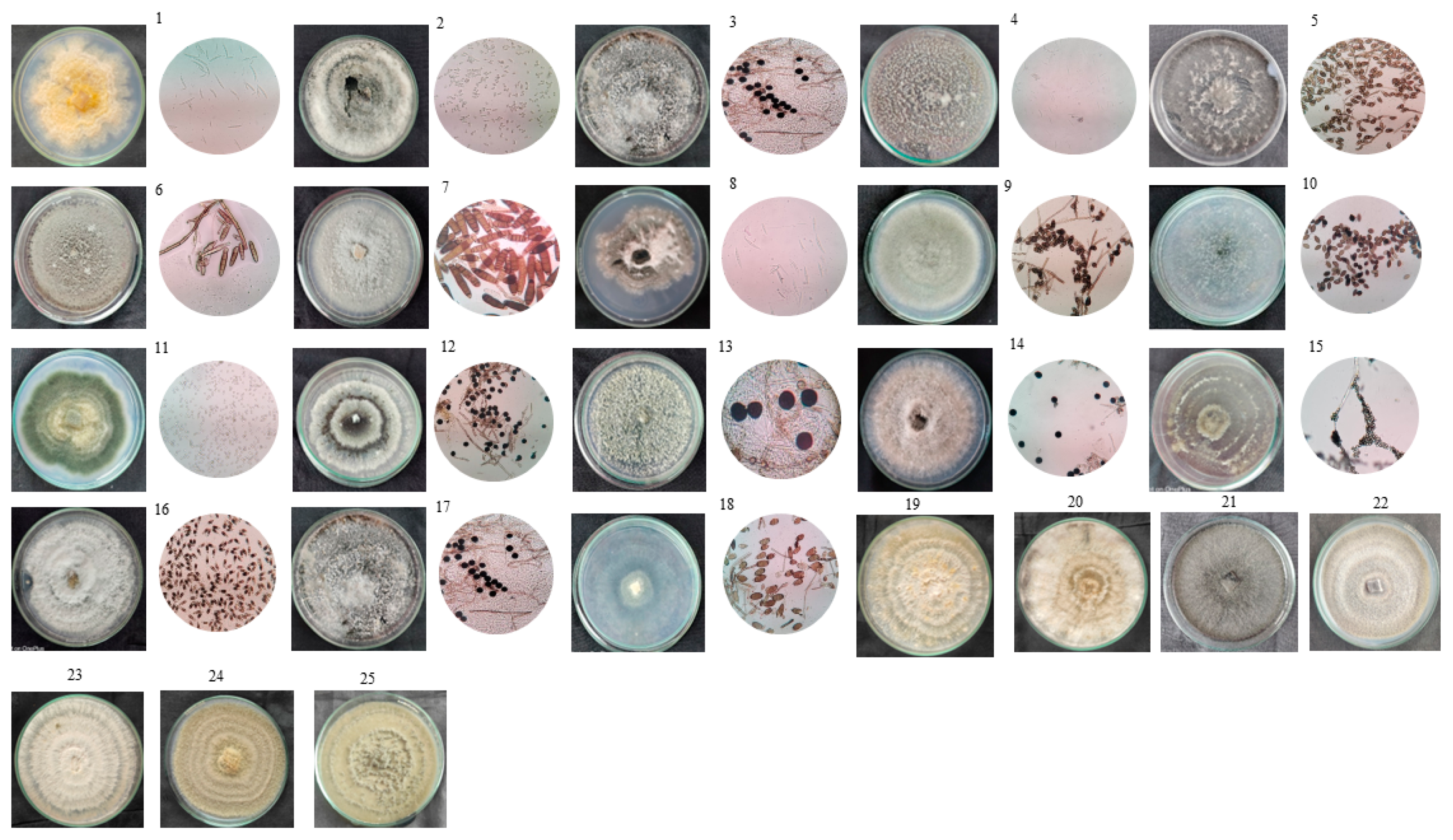 Microbiolres 15 00053 g002