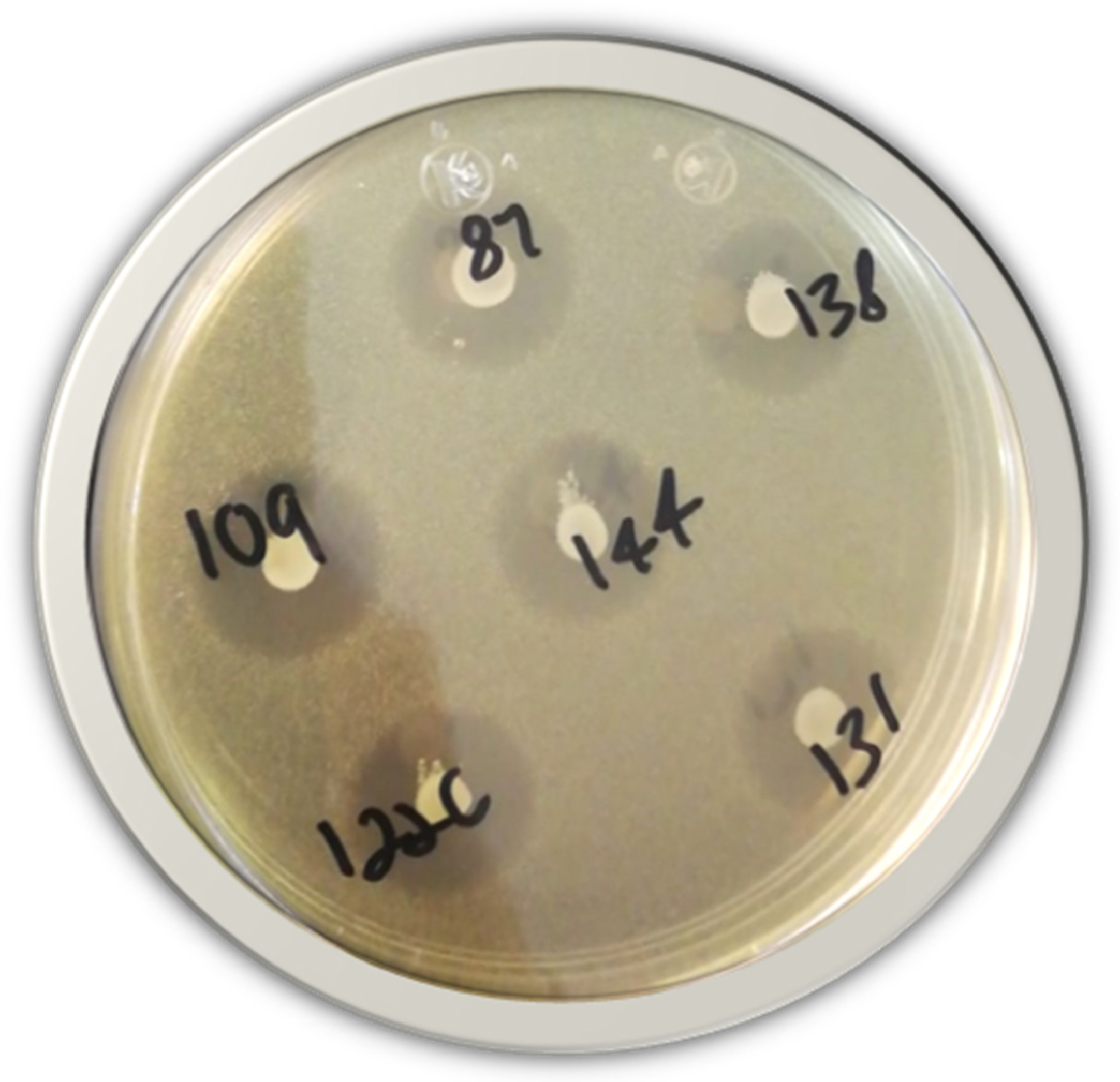 Microbiolres 15 00058 g001