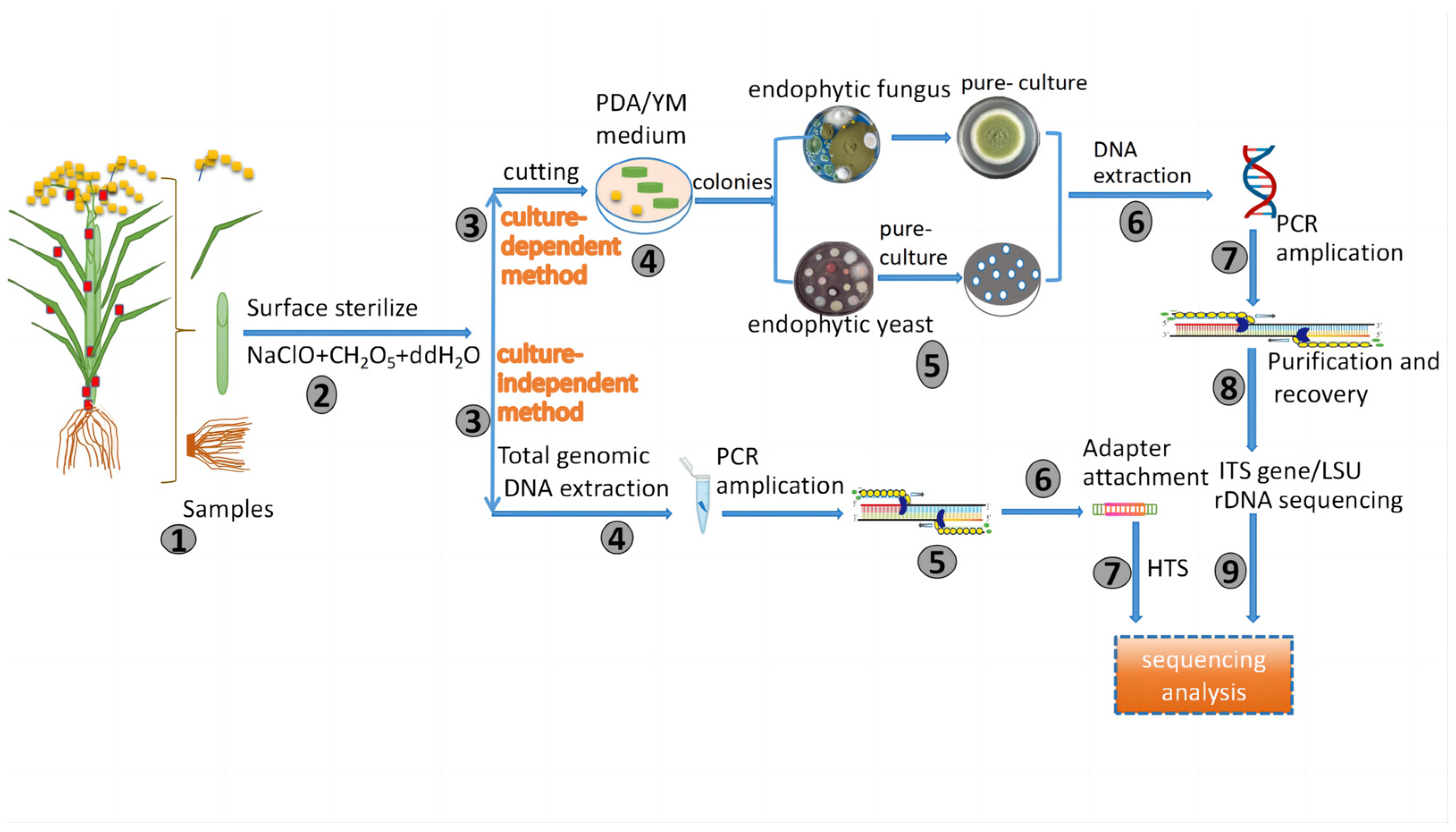Microbiolres 15 00064 g001