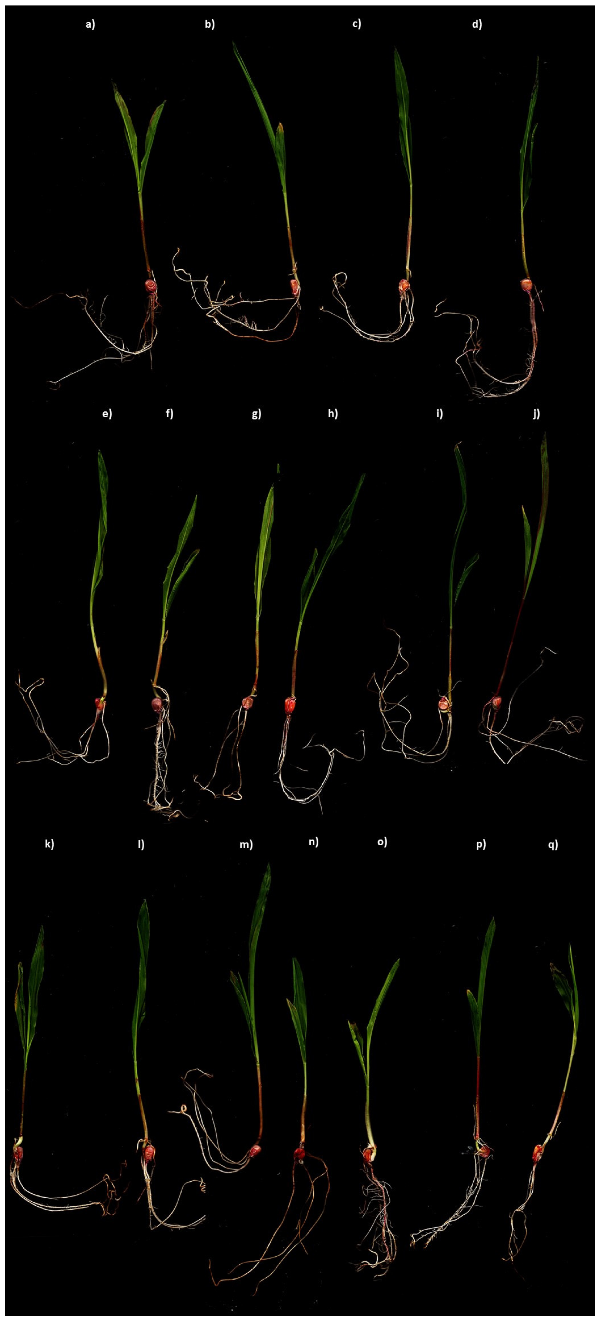 Plant Growth-Promoting and Tequila Vinasse-Resistant