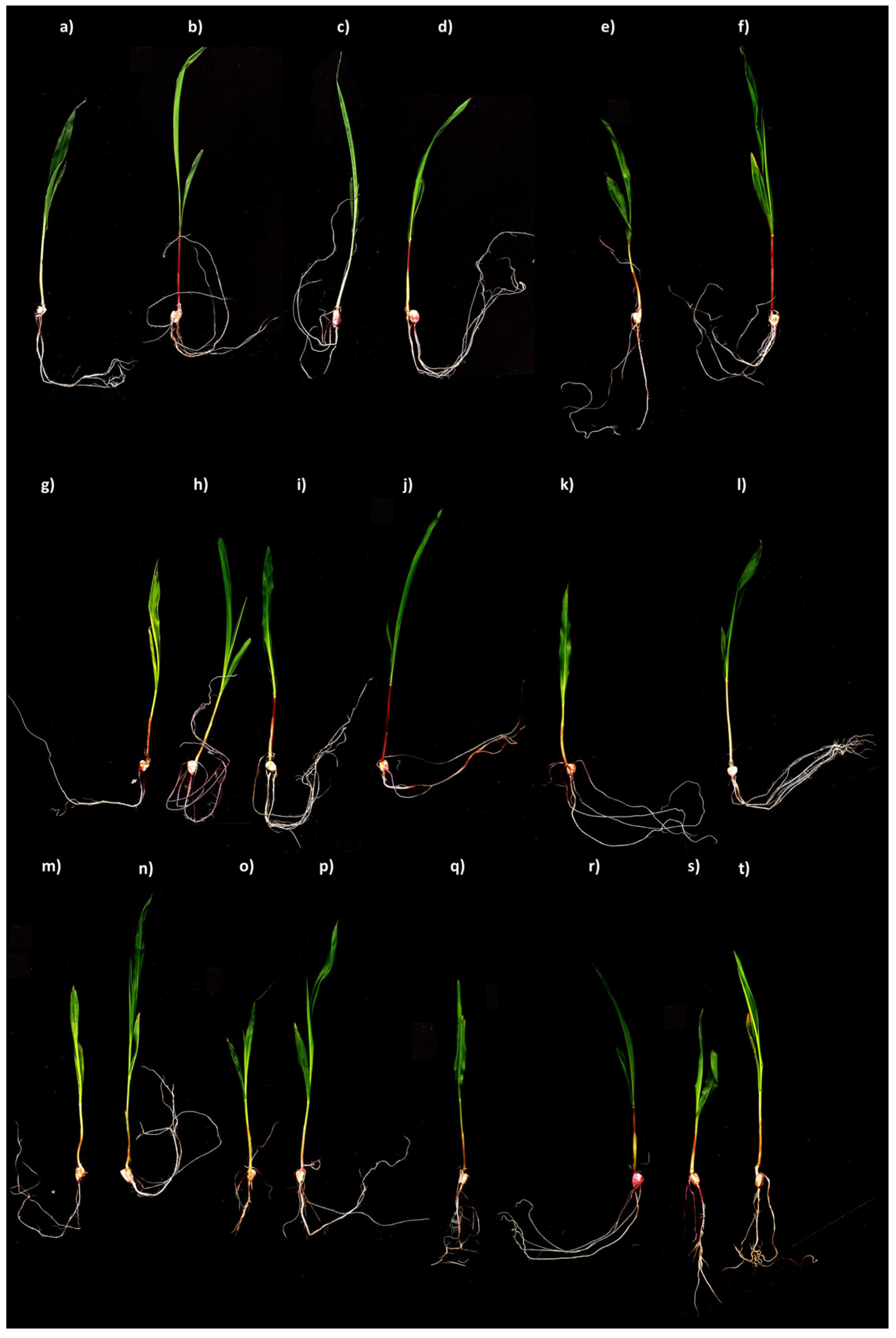 Microbiolres 15 00077 g005