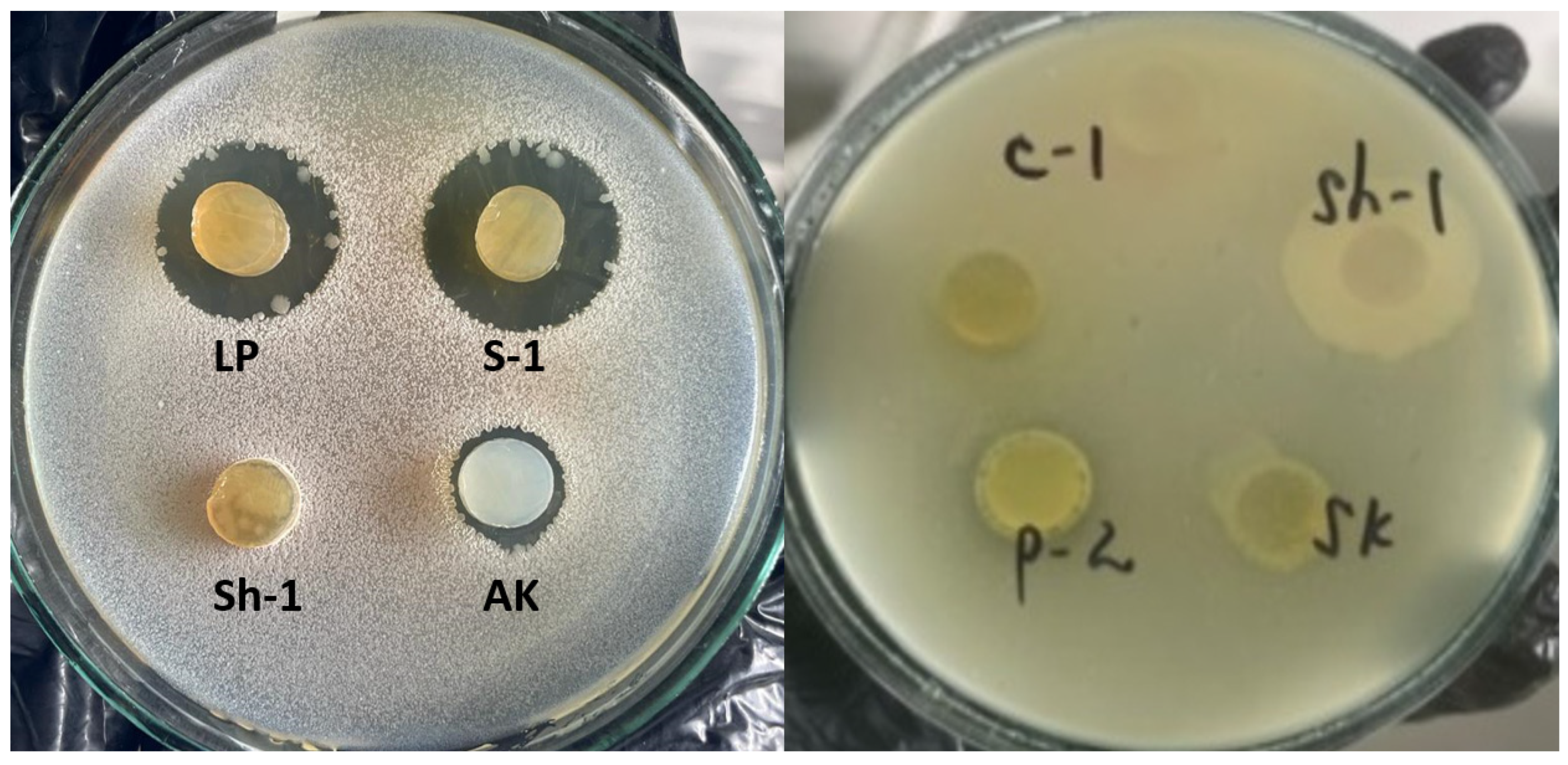 Microbiolres 15 00087 g001