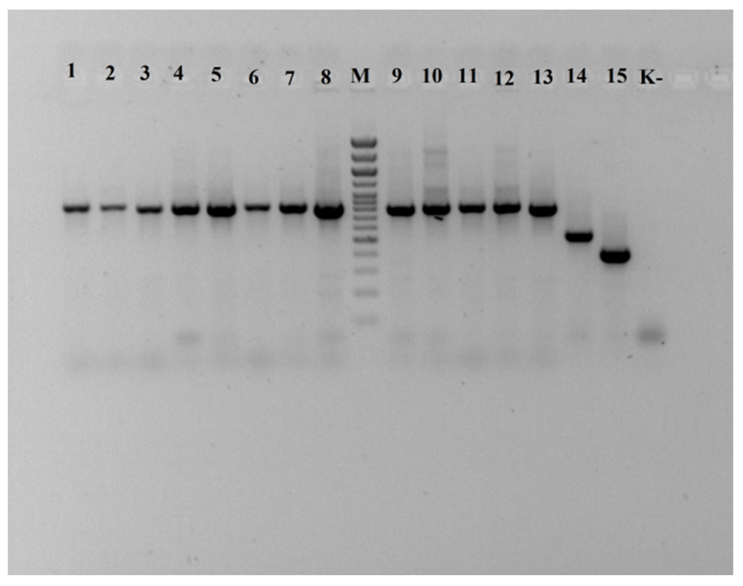 Microbiolres 15 00087 g002