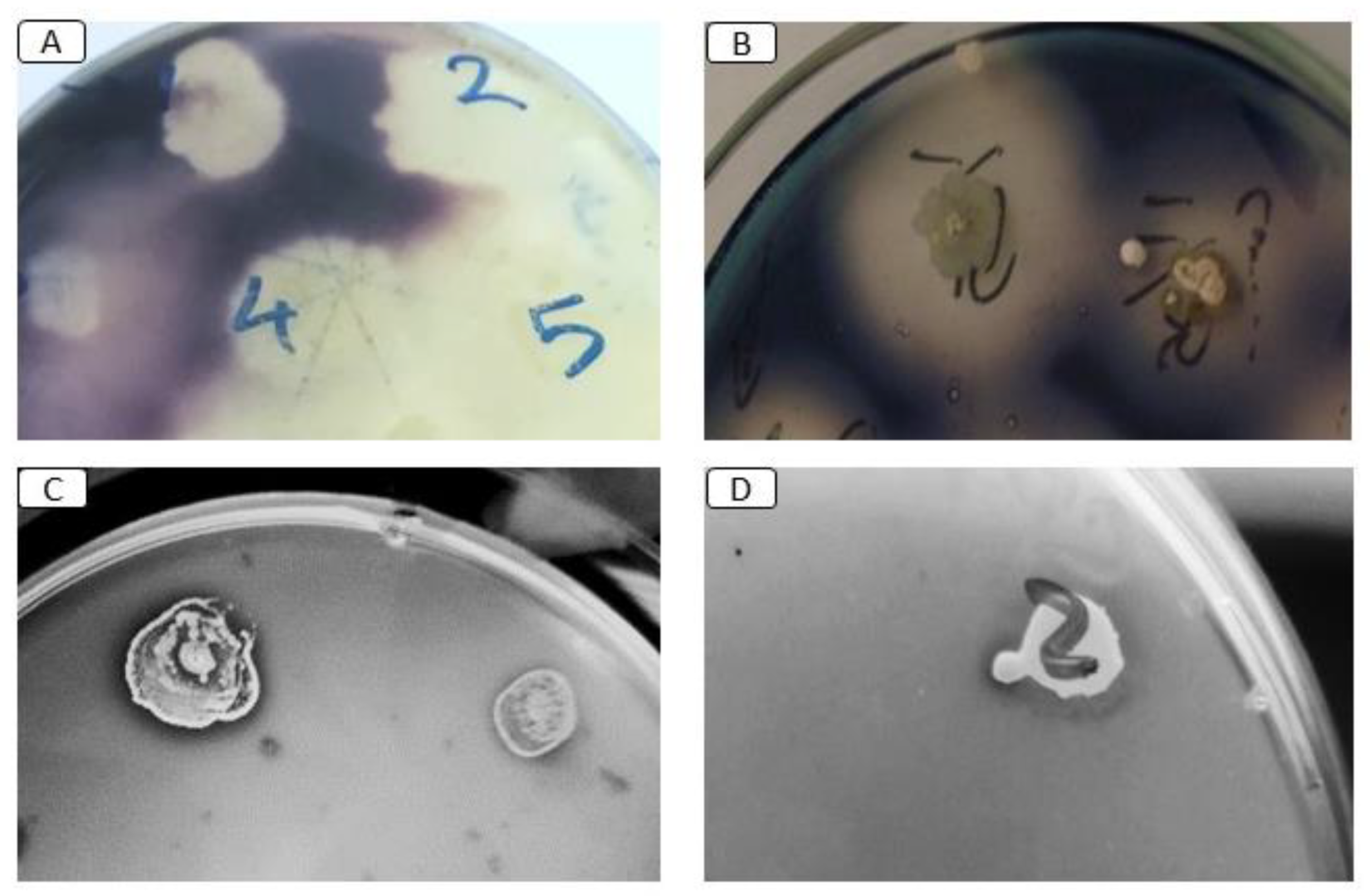 Microbiolres 15 00092 g003 Microbiolres 15 00092 g003