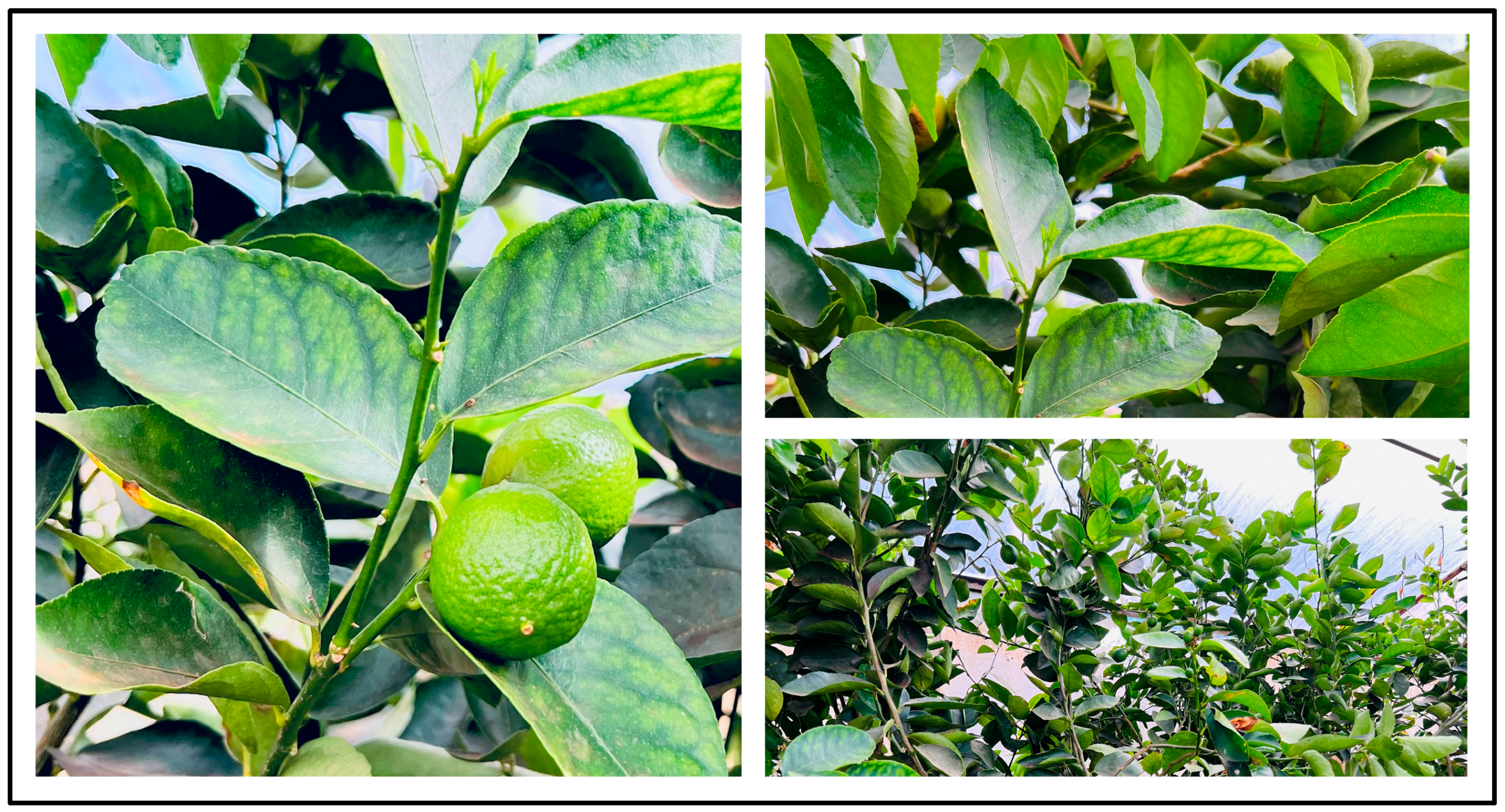 Microbiolres 15 00094 g001