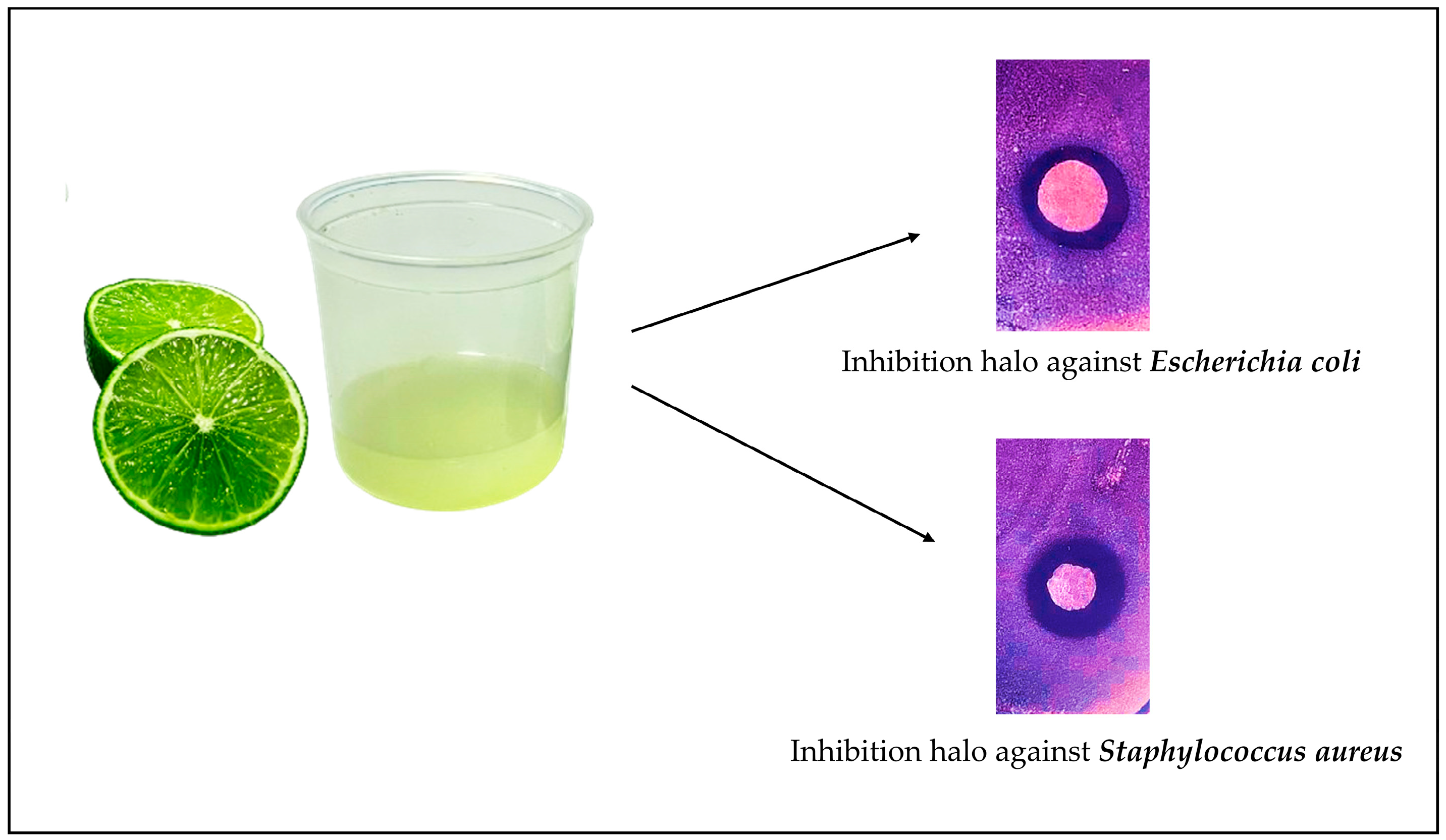 Microbiolres 15 00094 g002