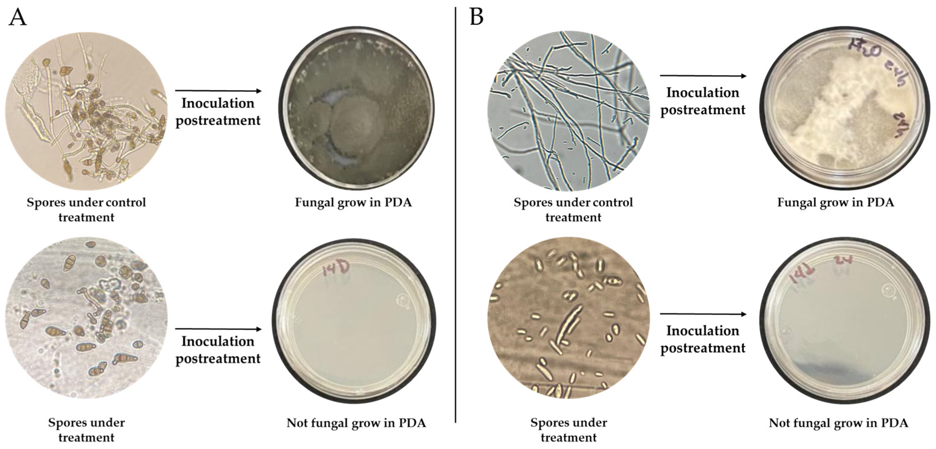 Microbiolres 15 00096 g005 Microbiolres 15 00096 g005