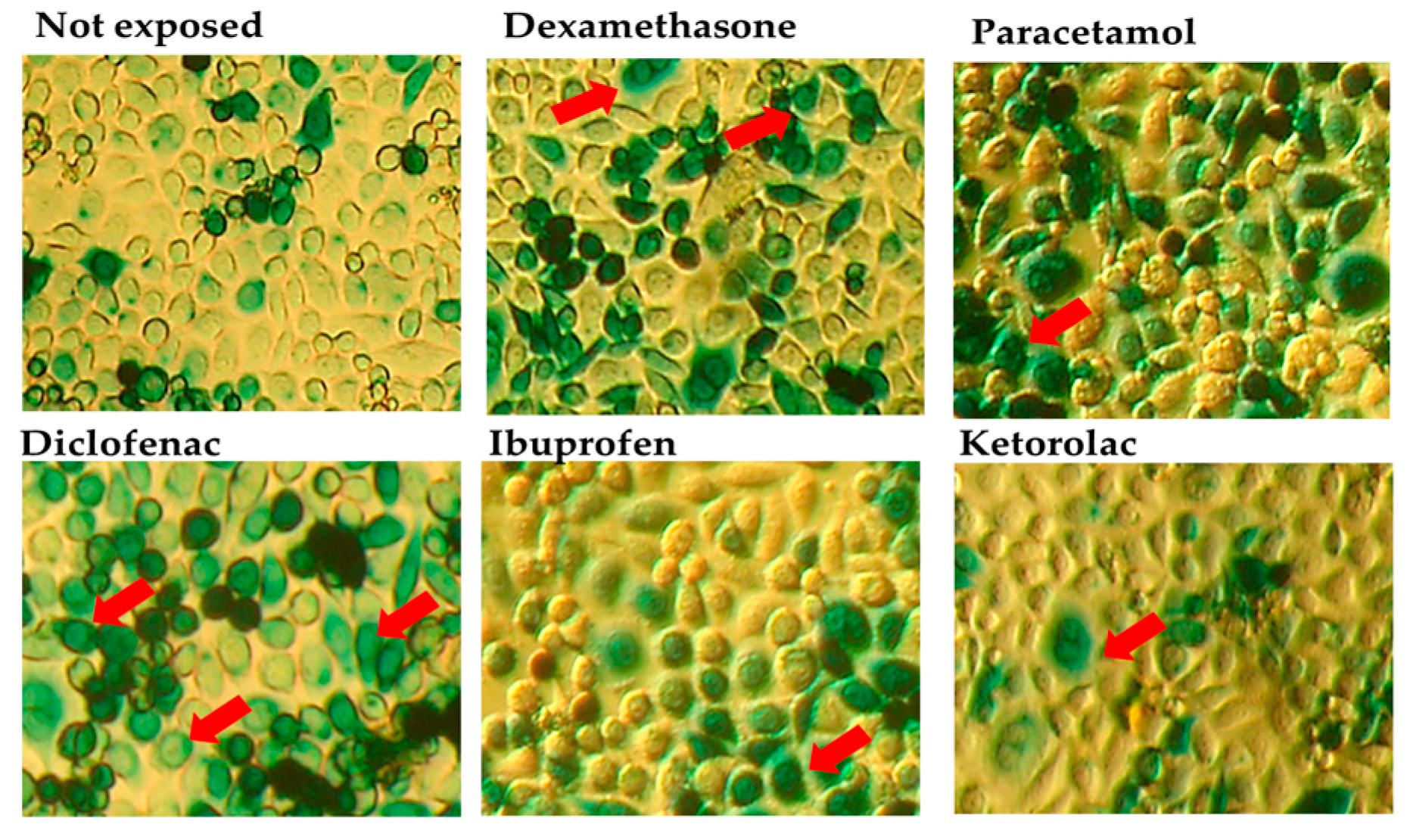 Microbiolres 15 00105 g001 Microbiolres 15 00105 g001