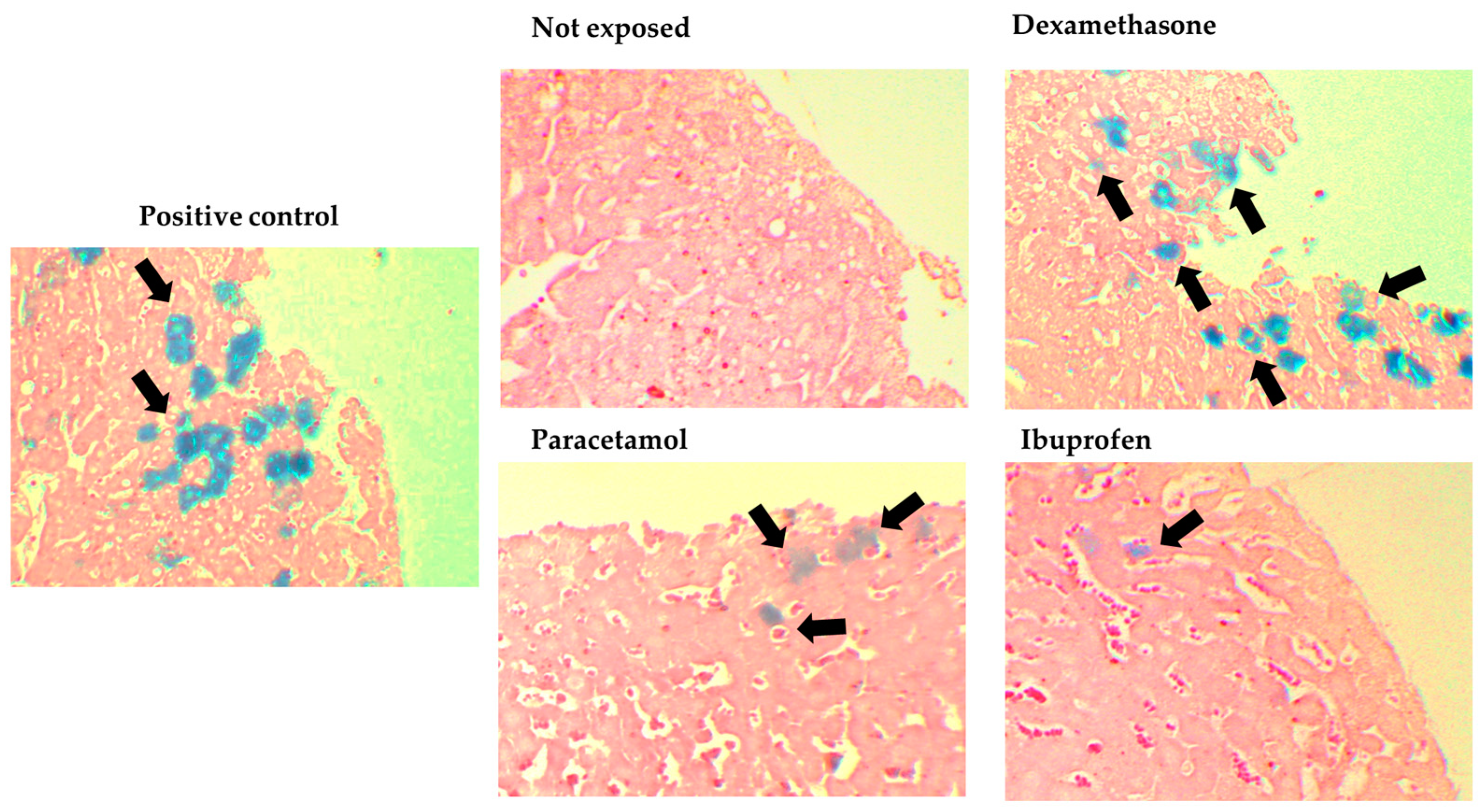 Microbiolres 15 00105 g002 Microbiolres 15 00105 g002