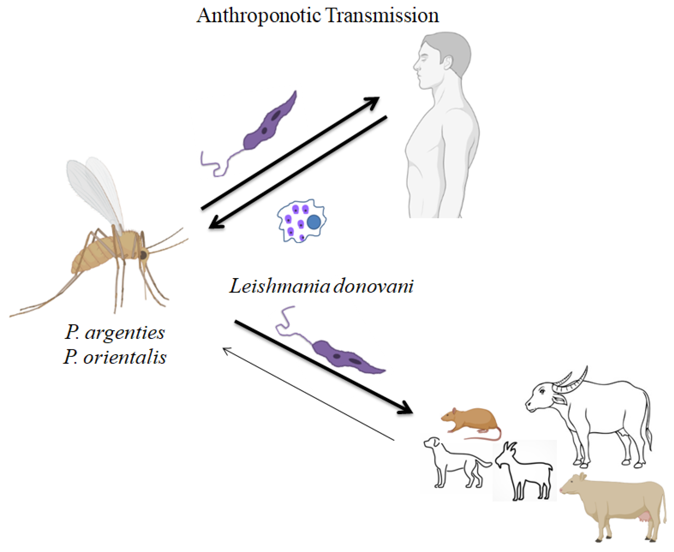 Microbiolres 15 00109 g001
