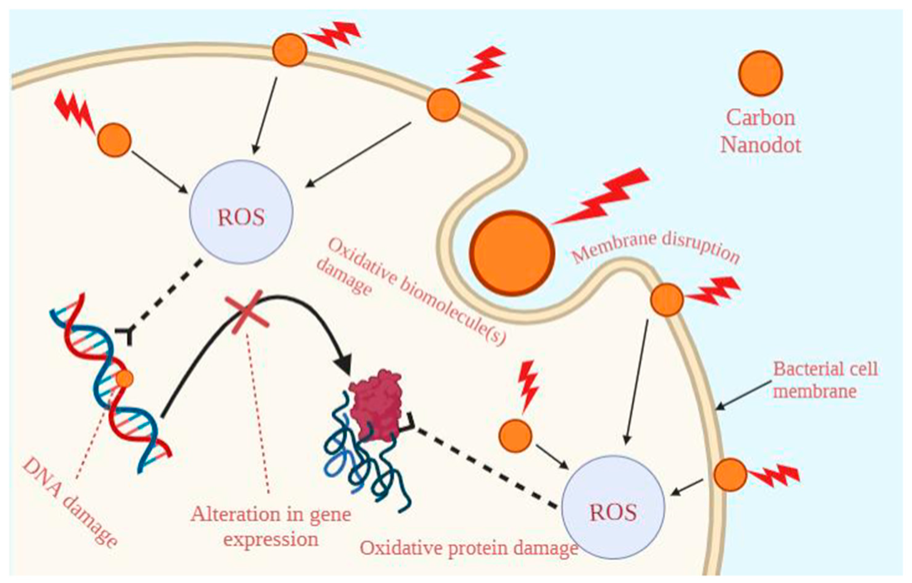Microbiolres 15 00115 g007