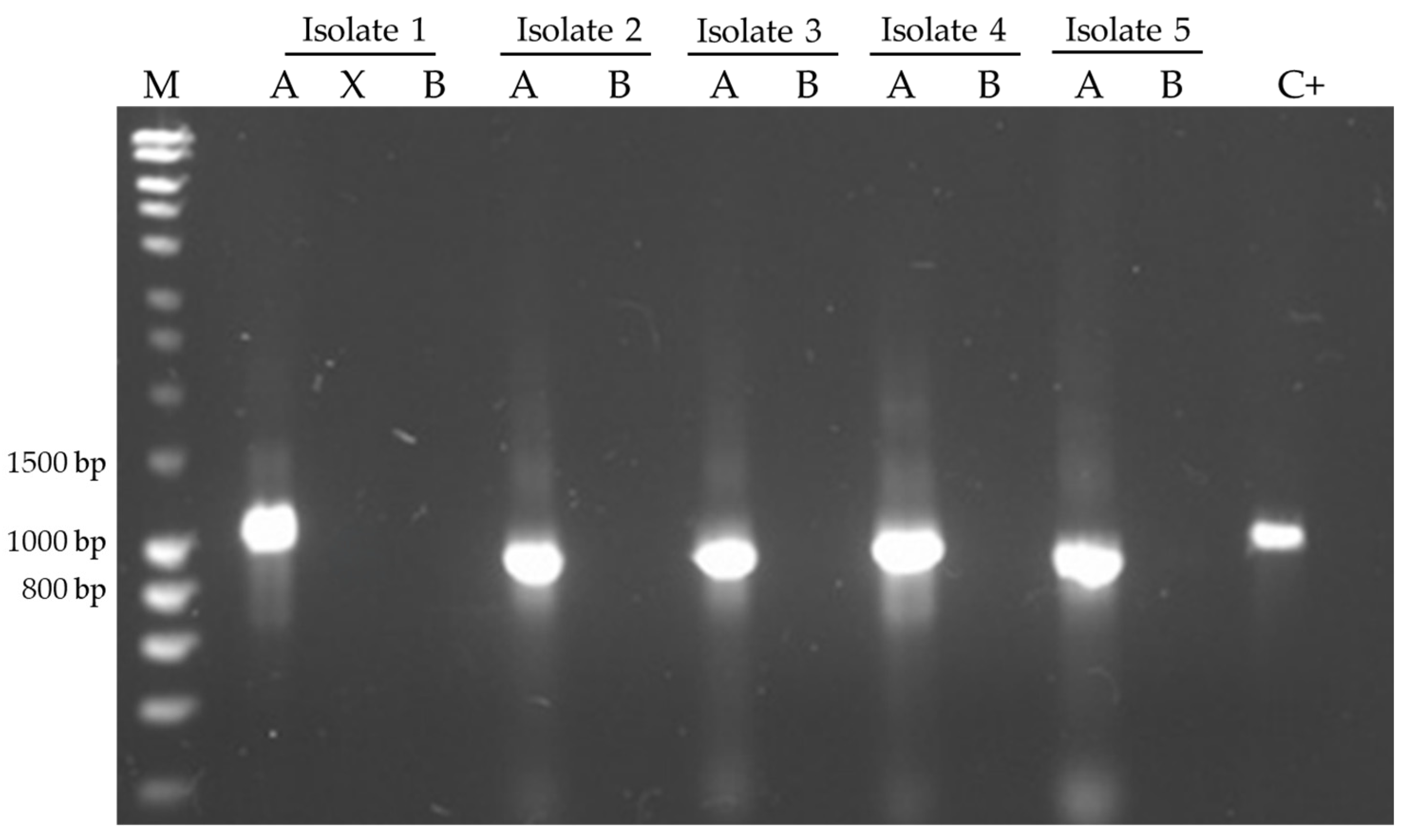 Microbiolres 15 00117 g002