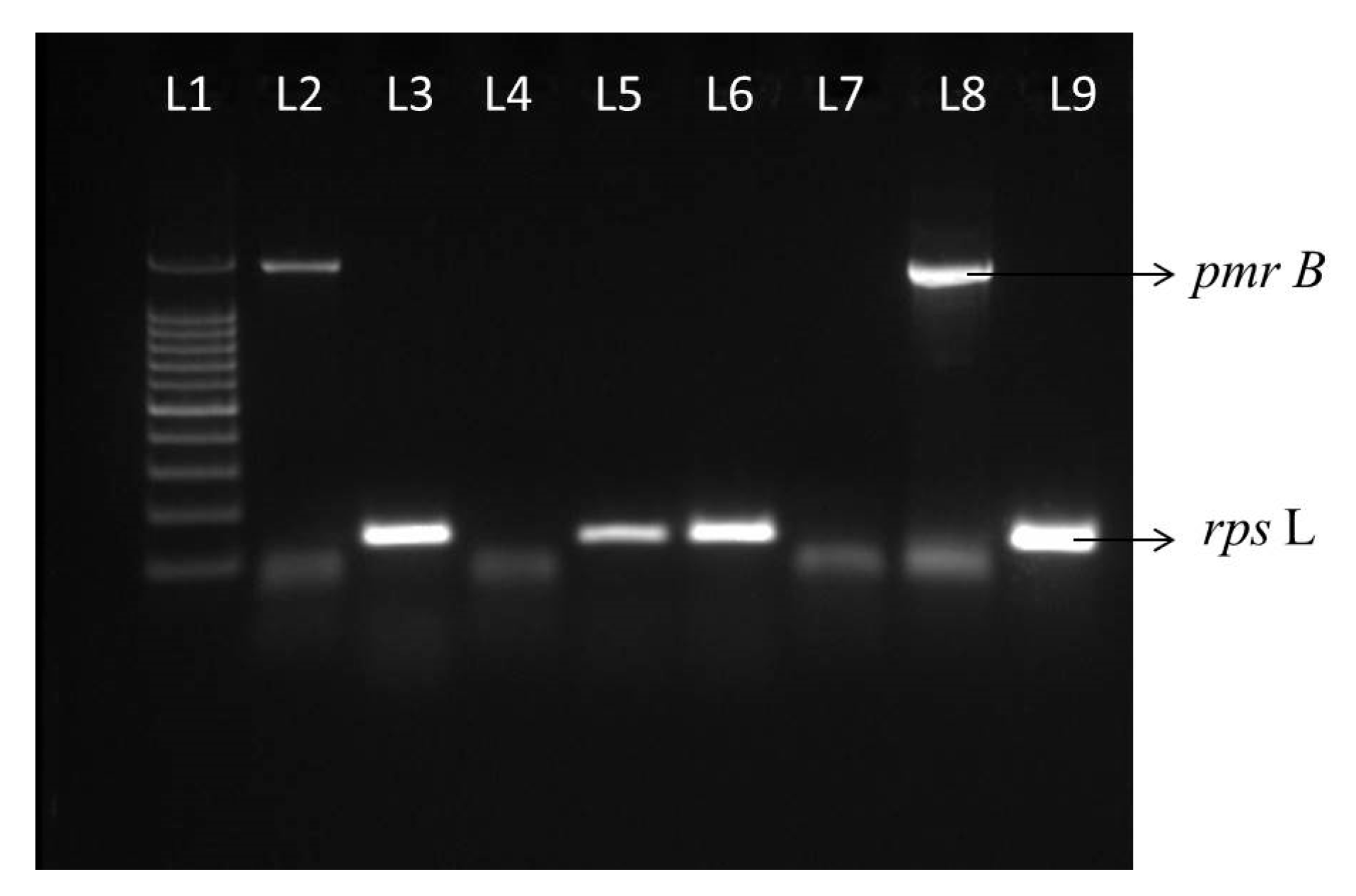 Microbiolres 15 00121 g005 Microbiolres 15 00121 g005