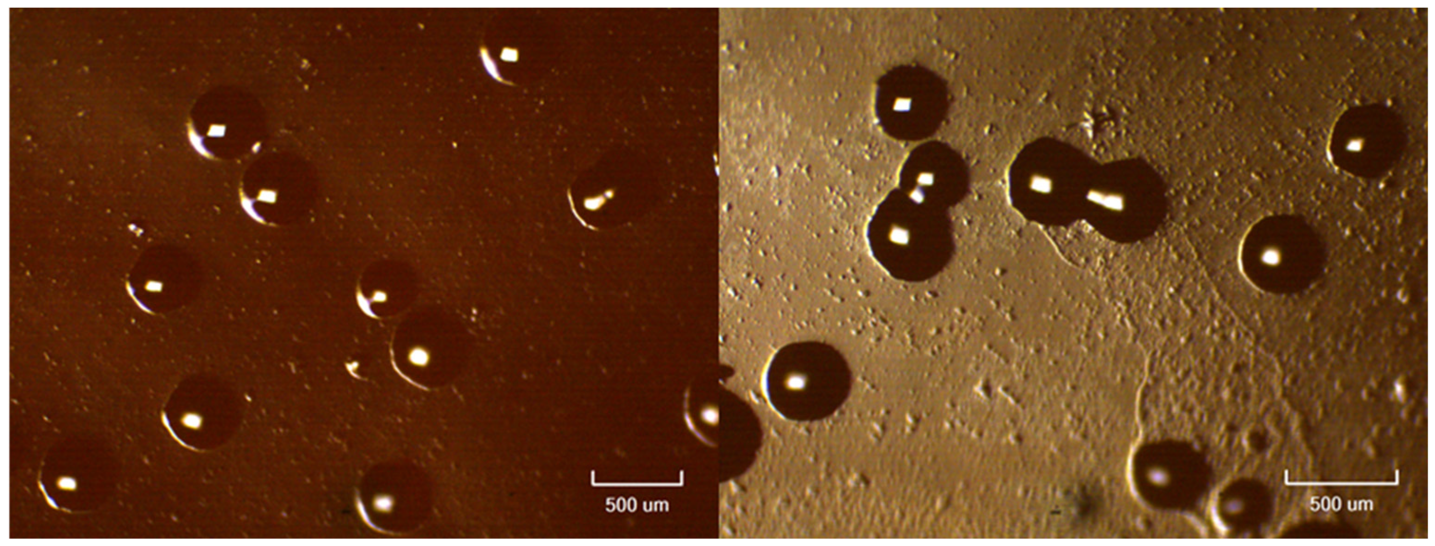 Microbiolres 15 00123 g001 Microbiolres 15 00123 g001