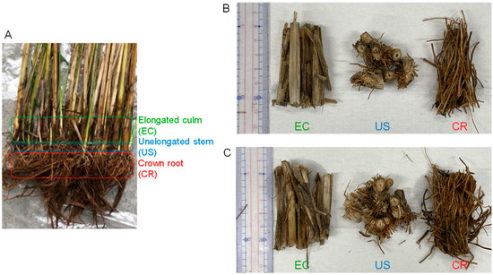 Nitrogen Fixation, Carbohydrate Contents, and Bacterial Microbiota in ...