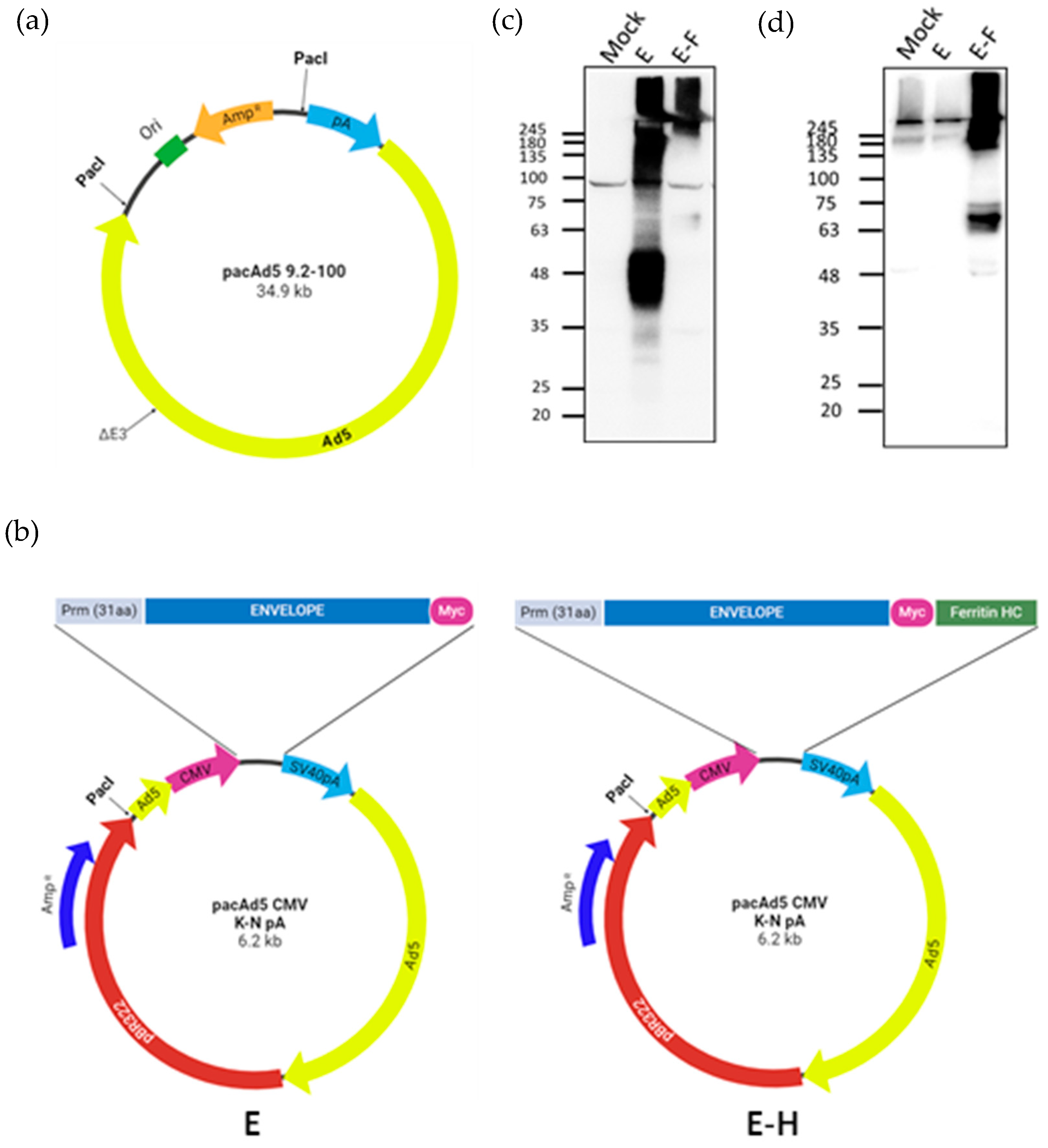 Microbiolres 15 00128 g001
