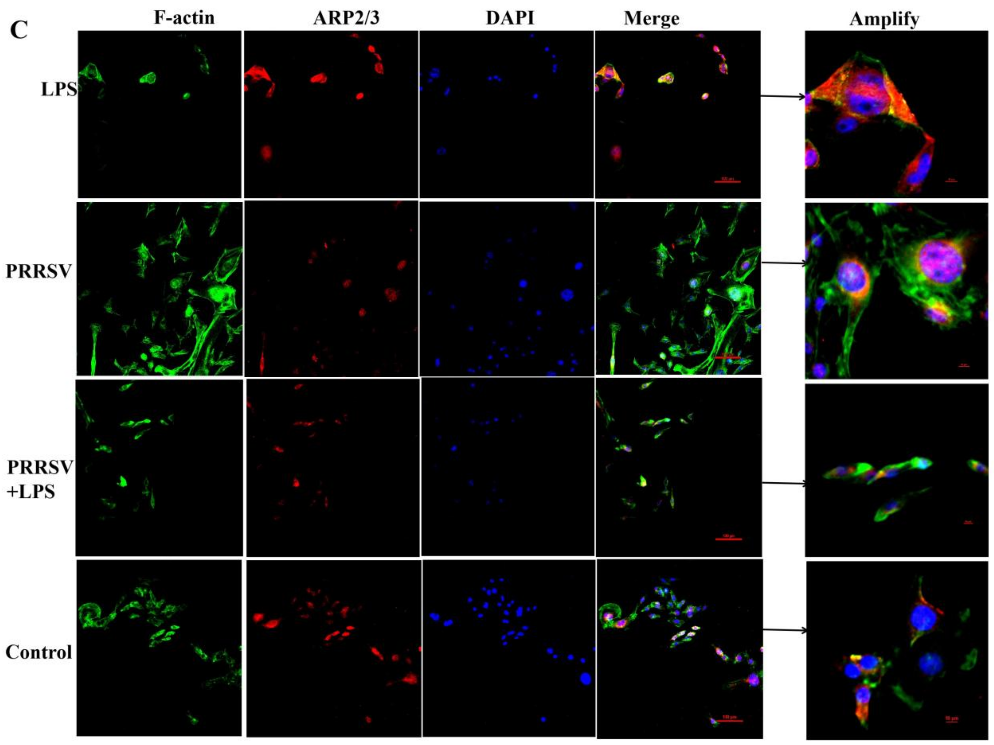 Microbiolres 15 00129 g004b