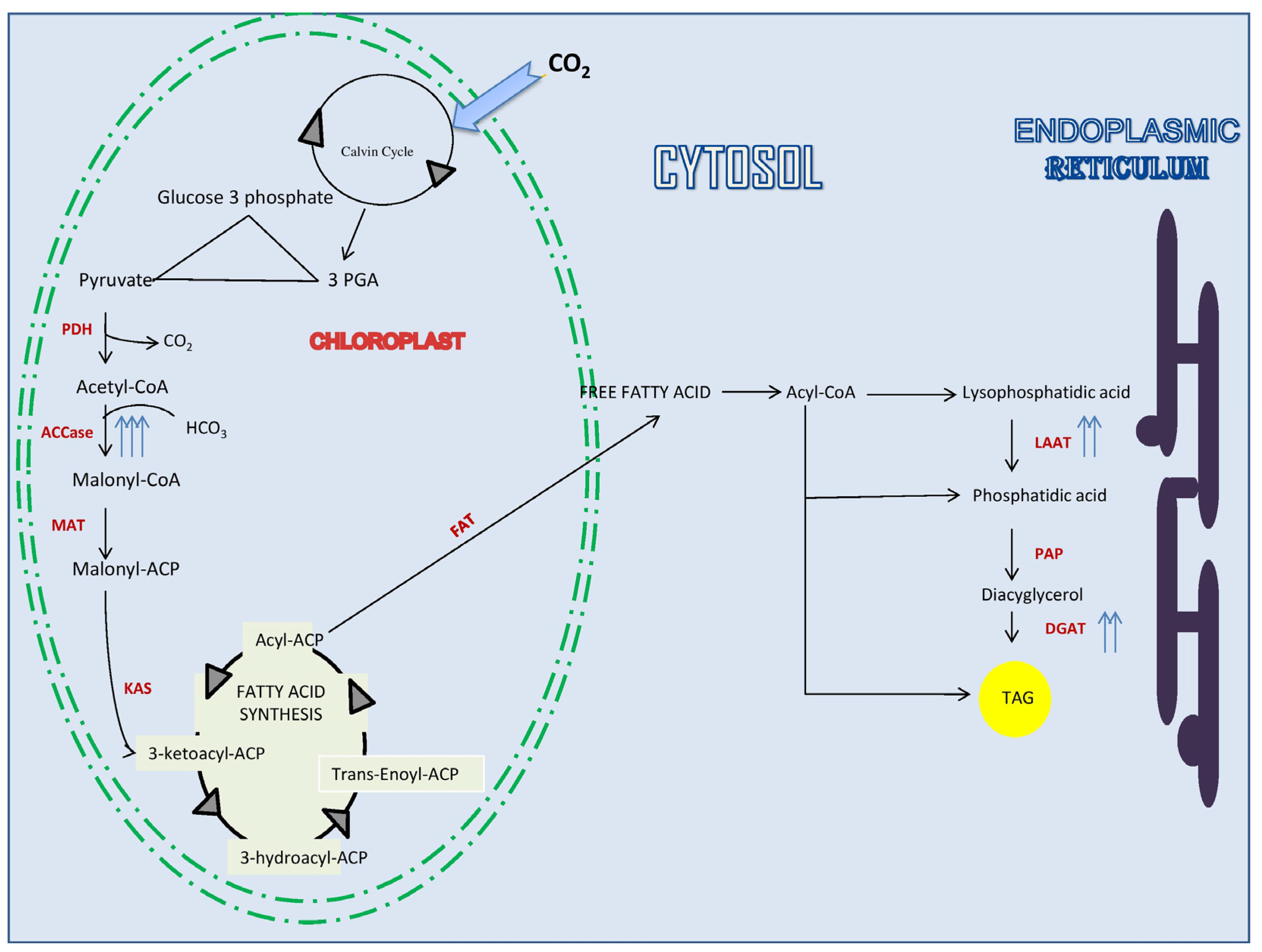 Microbiolres 15 00138 g002