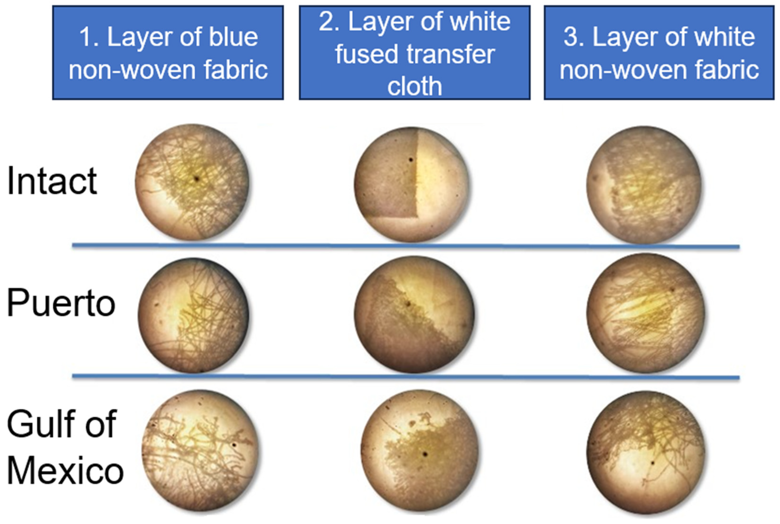 Microbiolres 15 00139 g002 Microbiolres 15 00139 g002