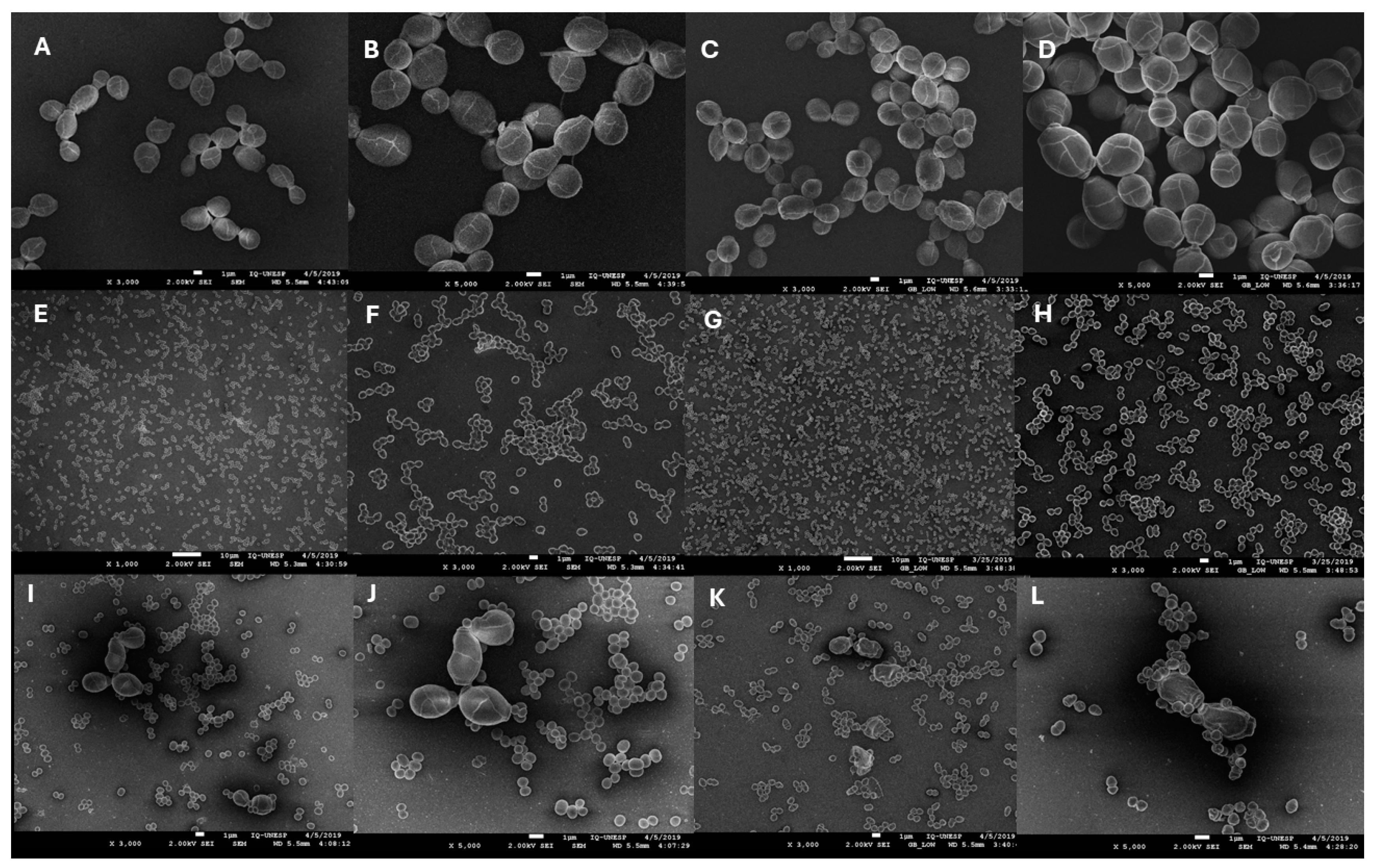Microbiolres 15 00141 g003
