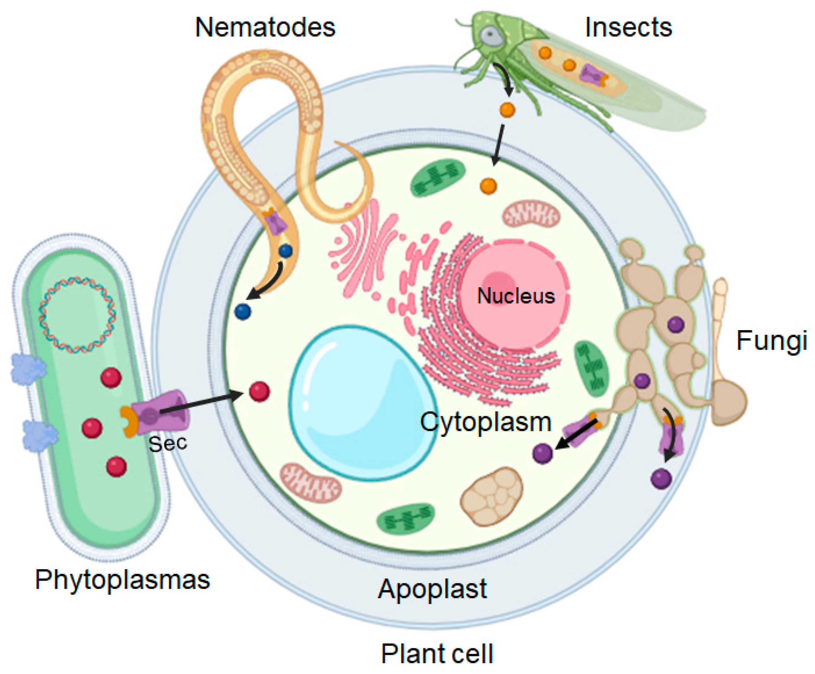 Microbiolres 15 00145 g003