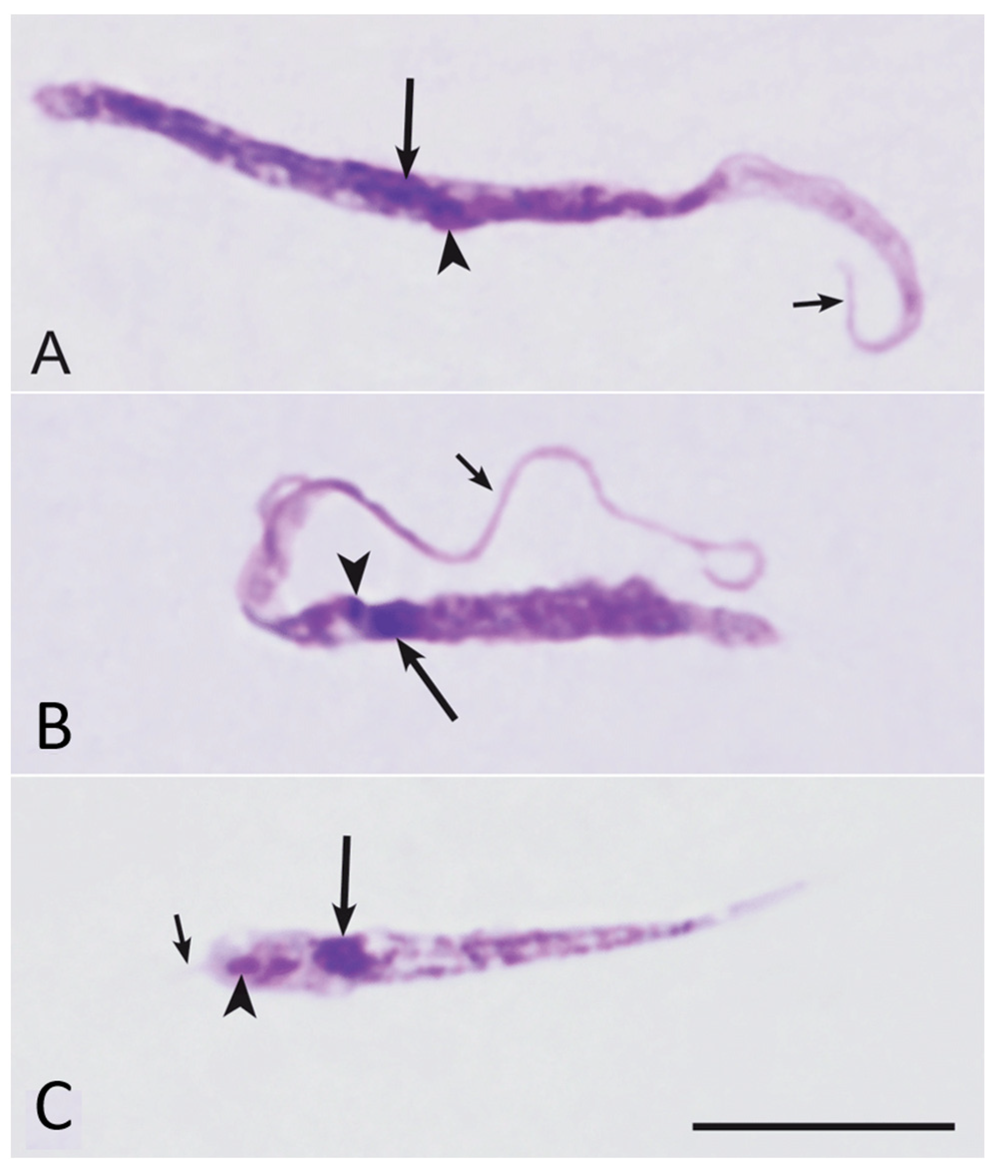 Microbiolres 15 00146 g002