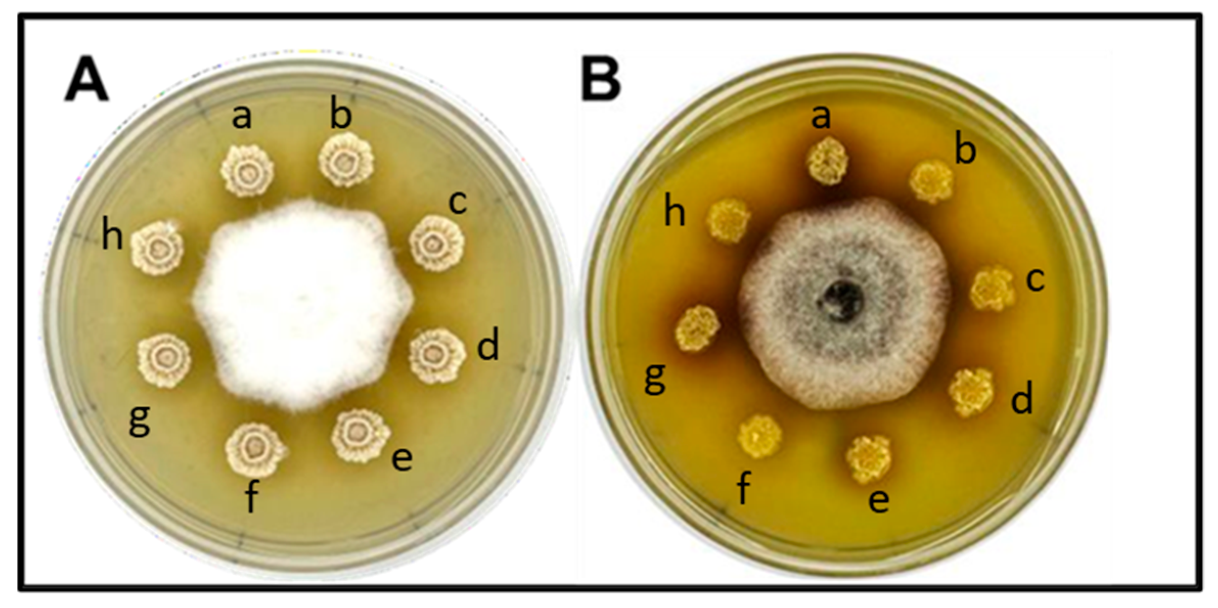 Microbiolres 15 00159 g003 Microbiolres 15 00159 g003