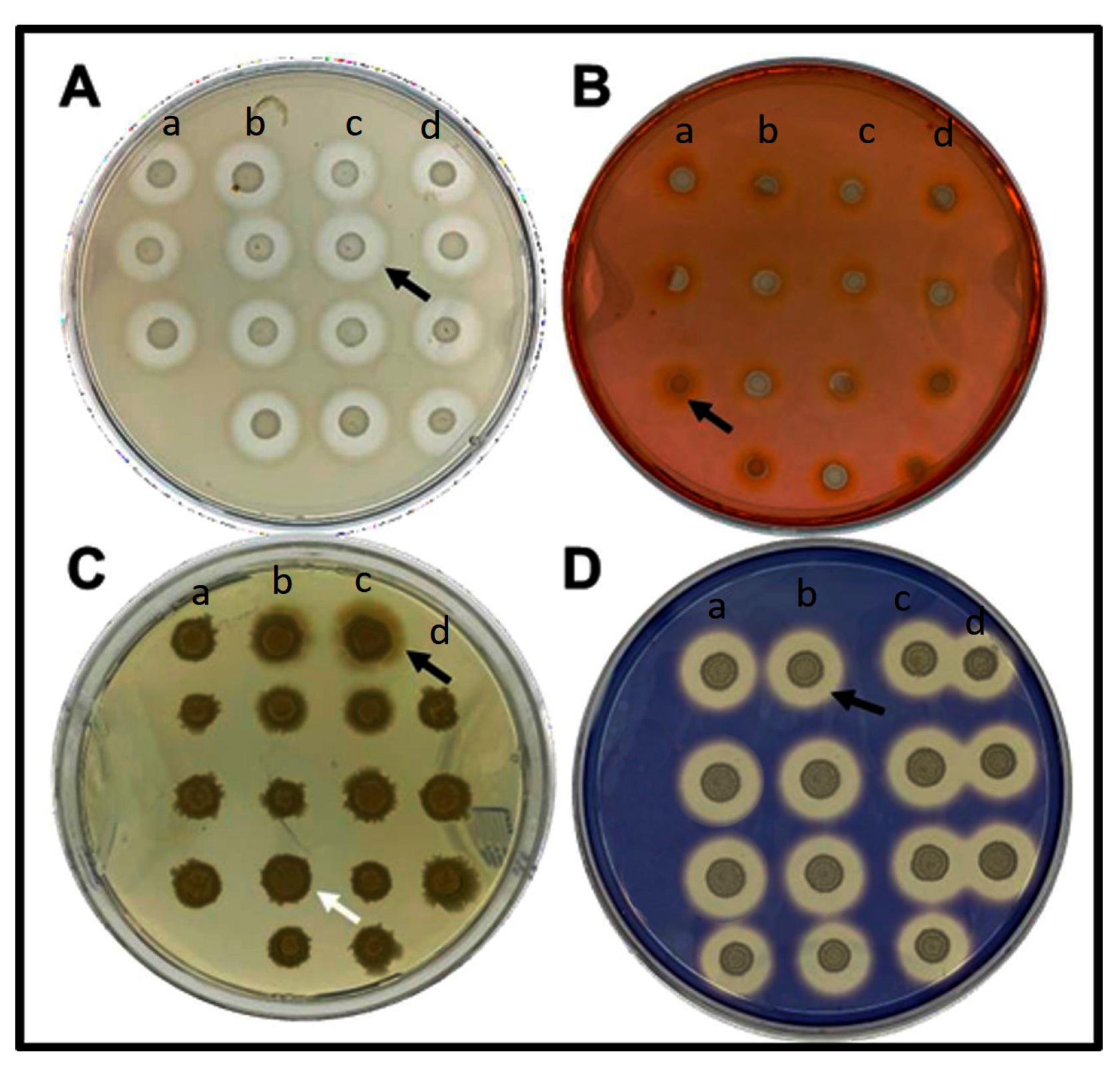 Microbiolres 15 00159 g004 Microbiolres 15 00159 g004