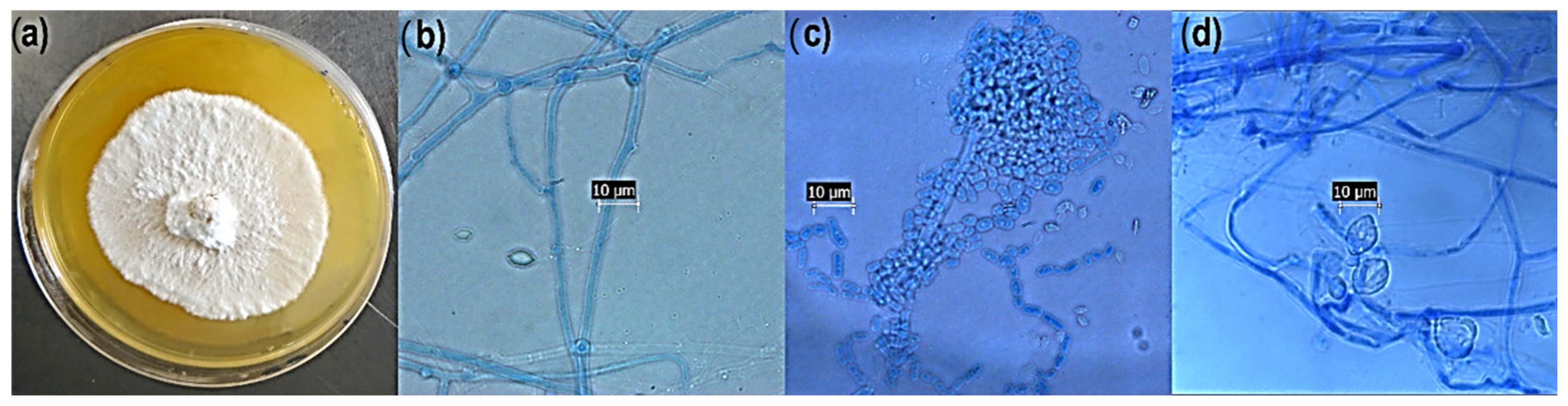 Microbiolres 15 00162 g001