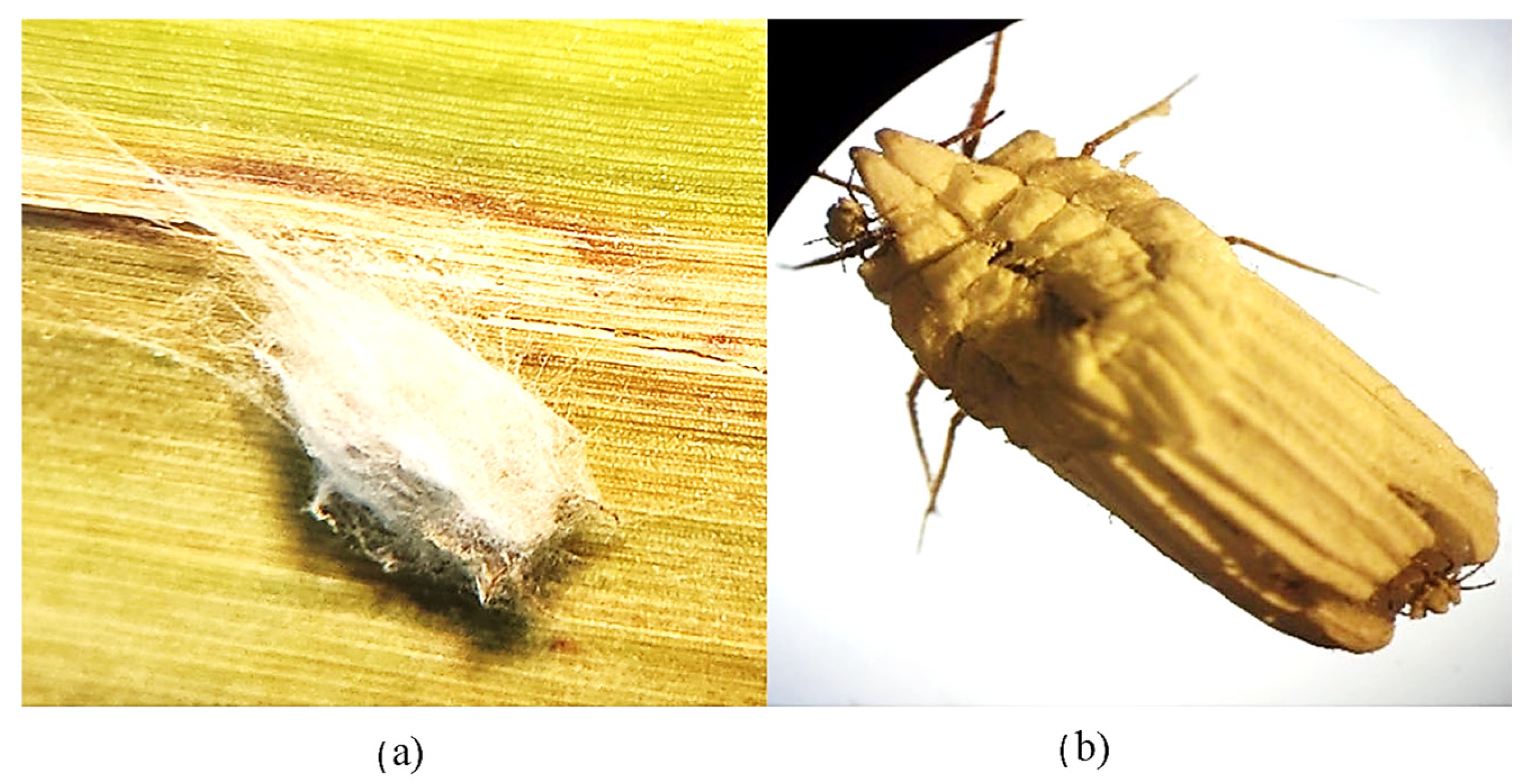 Microbiolres 15 00162 g004