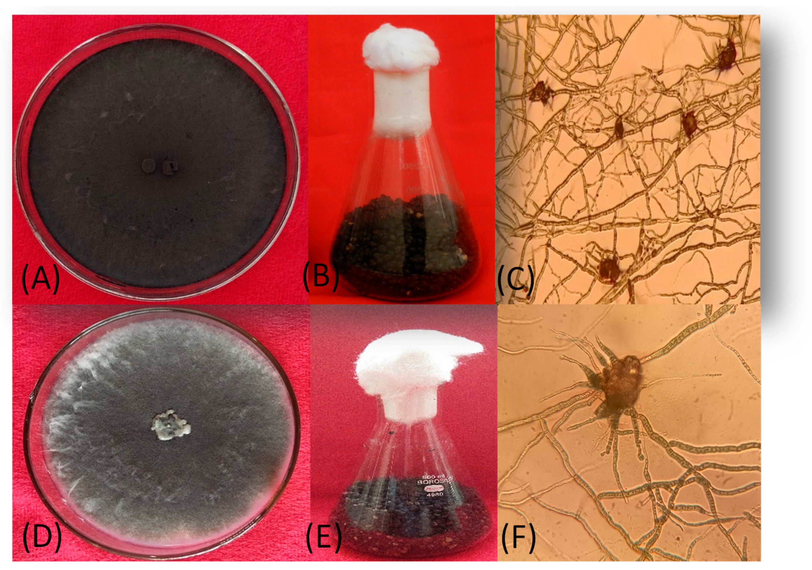 Microbiolres 15 00168 g001