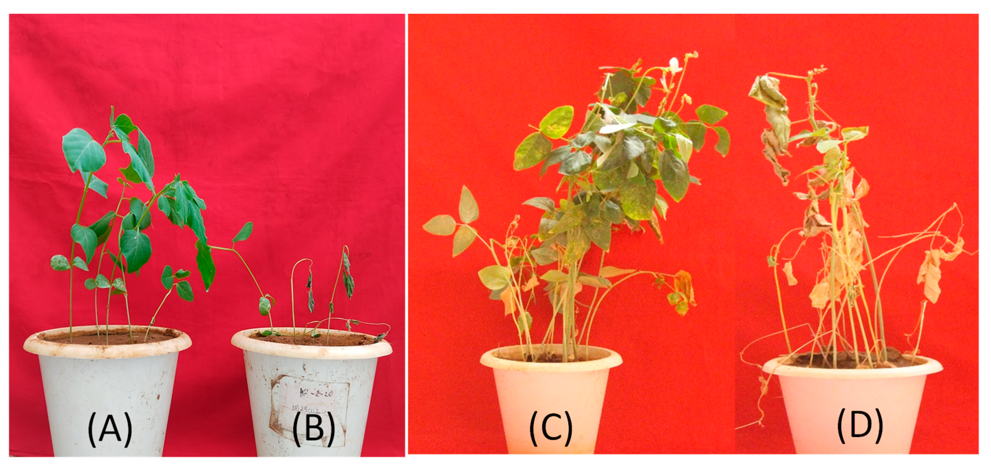 Microbiolres 15 00168 g004