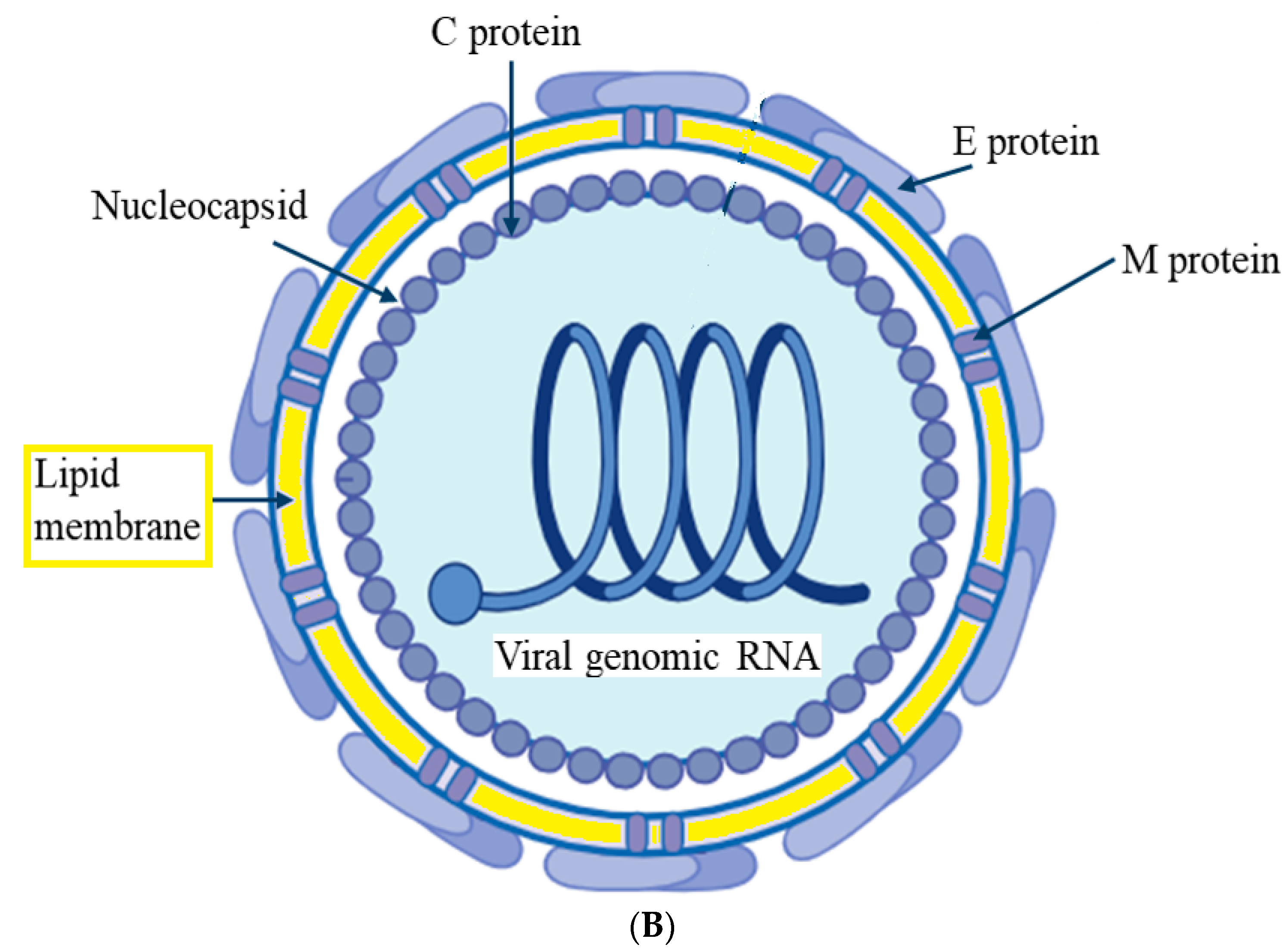 Microbiolres 15 00174 g001b Microbiolres 15 00174 g001b
