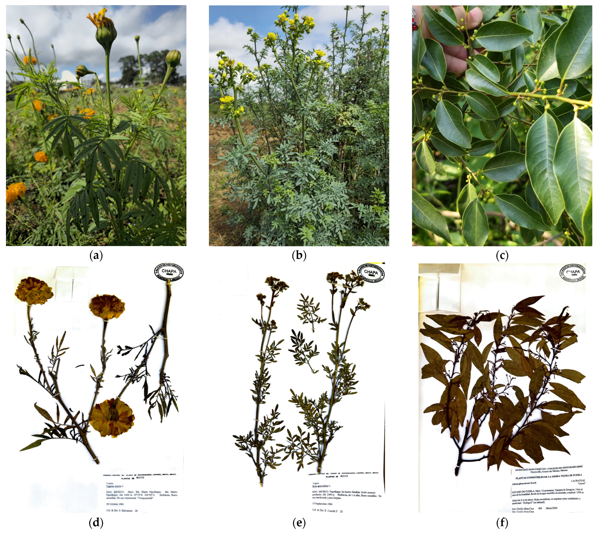 Microbiolres 15 00178 g001